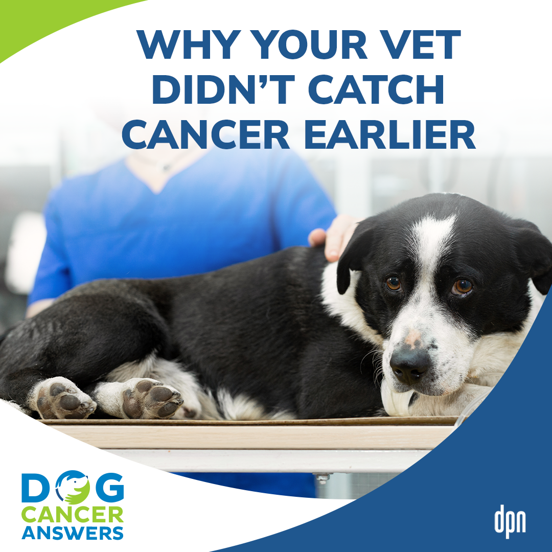 Why Your Vet Didn't Catch Cancer Earlier #16