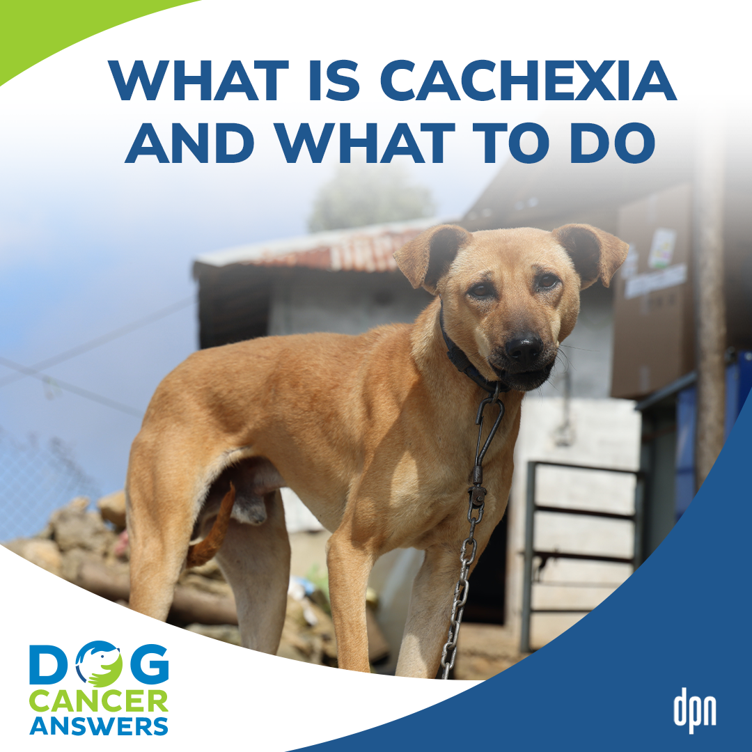 What Is Cachexia and What to Do #15