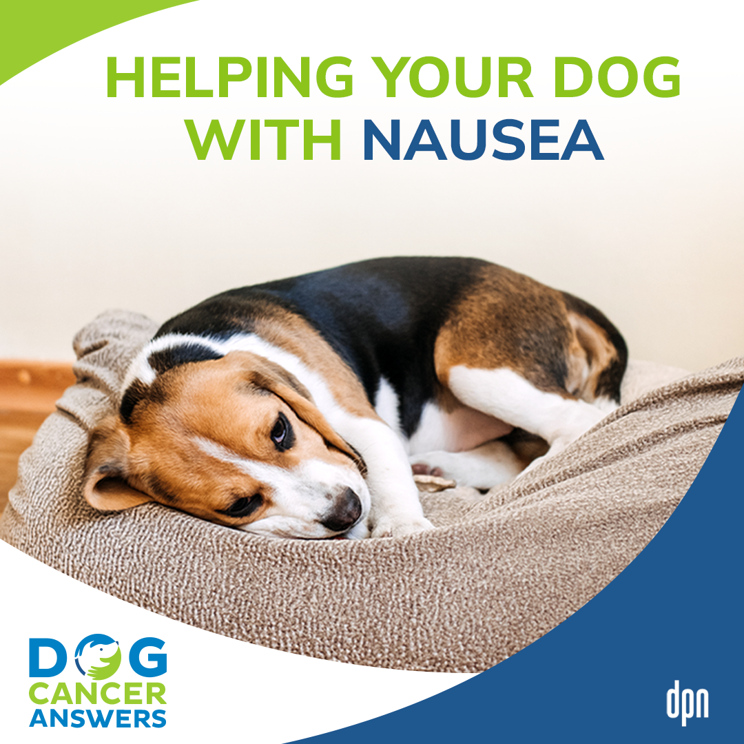 Helping Your Dog with Nausea #13