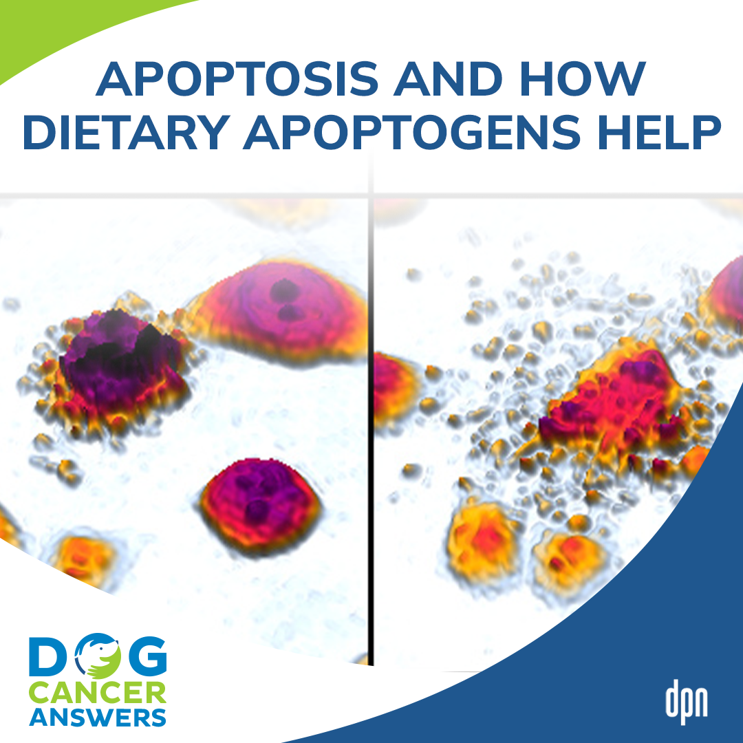 Apoptosis and How Dietary Apoptogens Help #8