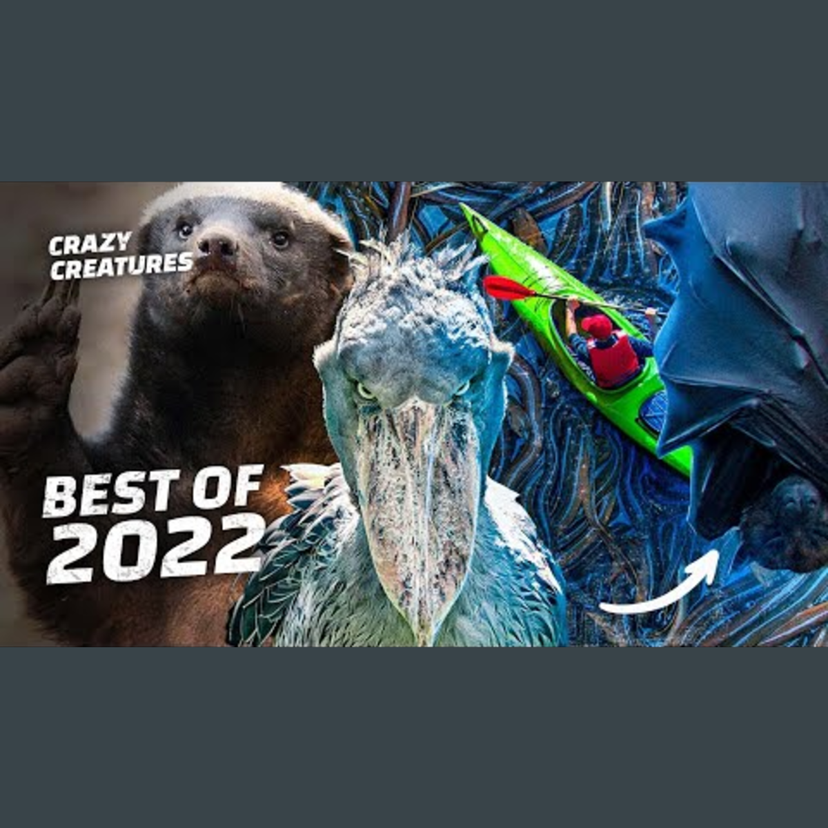 2022: Top Bizarre Animals of the Year episode artwork