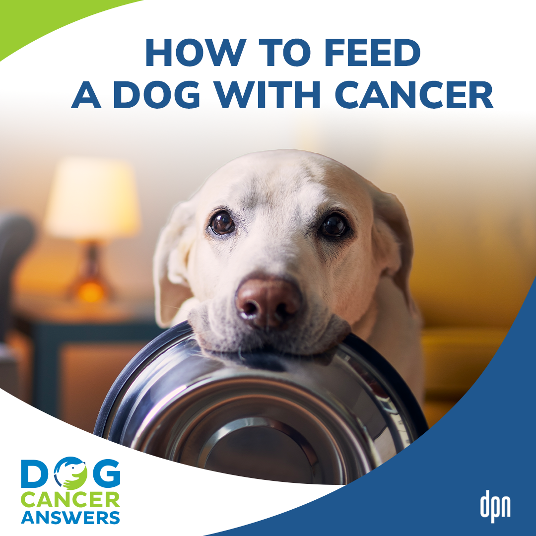How to Feed a Dog with Cancer #5