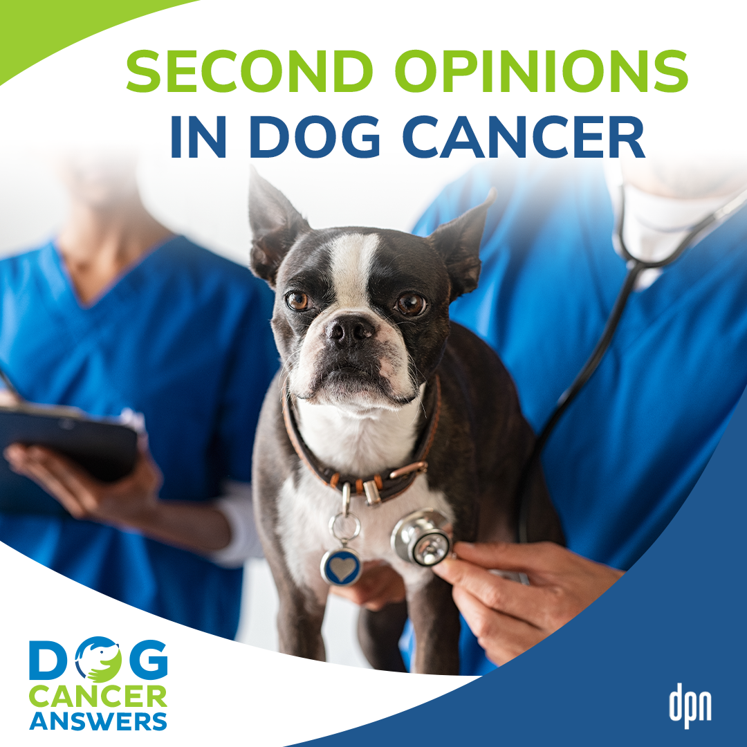 Second Opinions in Dog Cancer #4