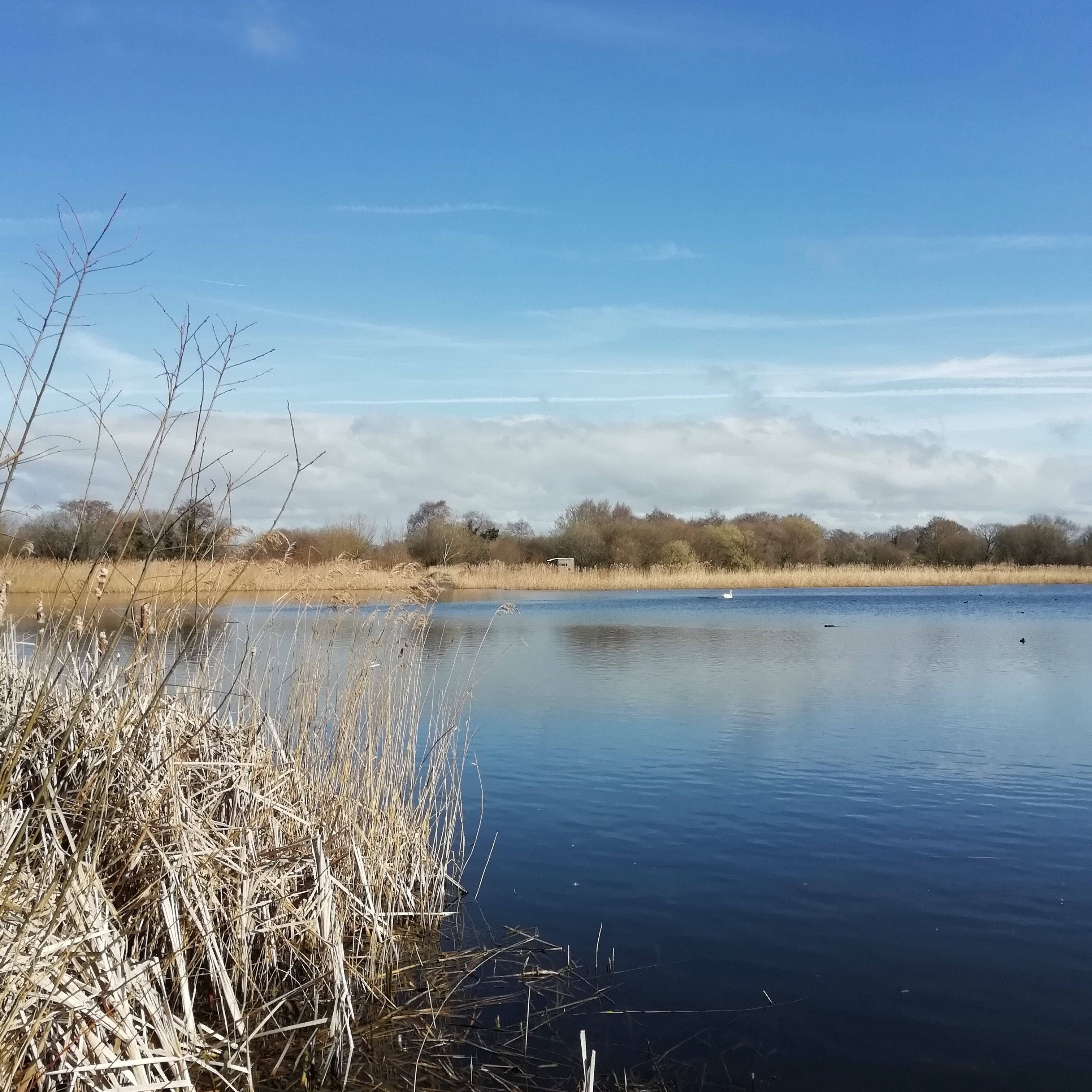 Sound Escape 111: Eerie birdcalls from the Avalon Marshes