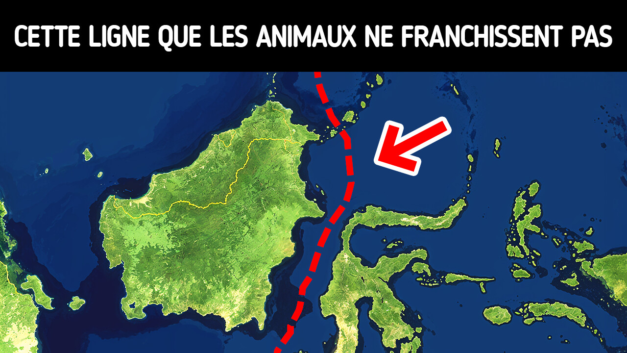 Aucun Animal ne Traverse Jamais Cette Frontière Invisible, Voici Pourquoi