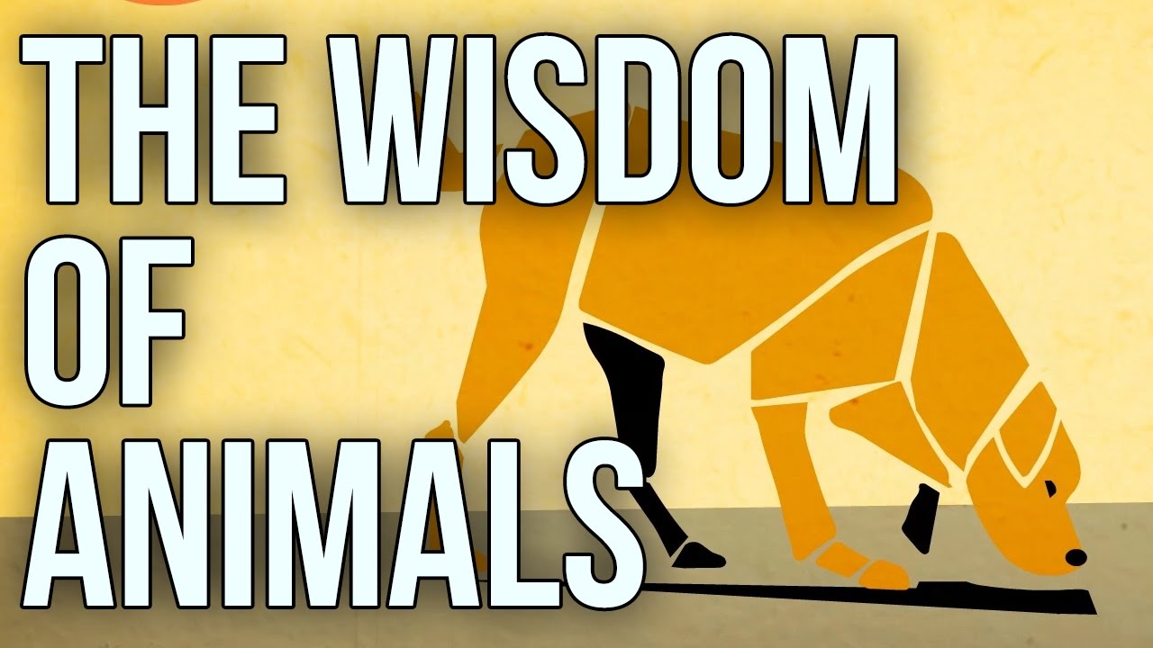 The Wisdom of Animals