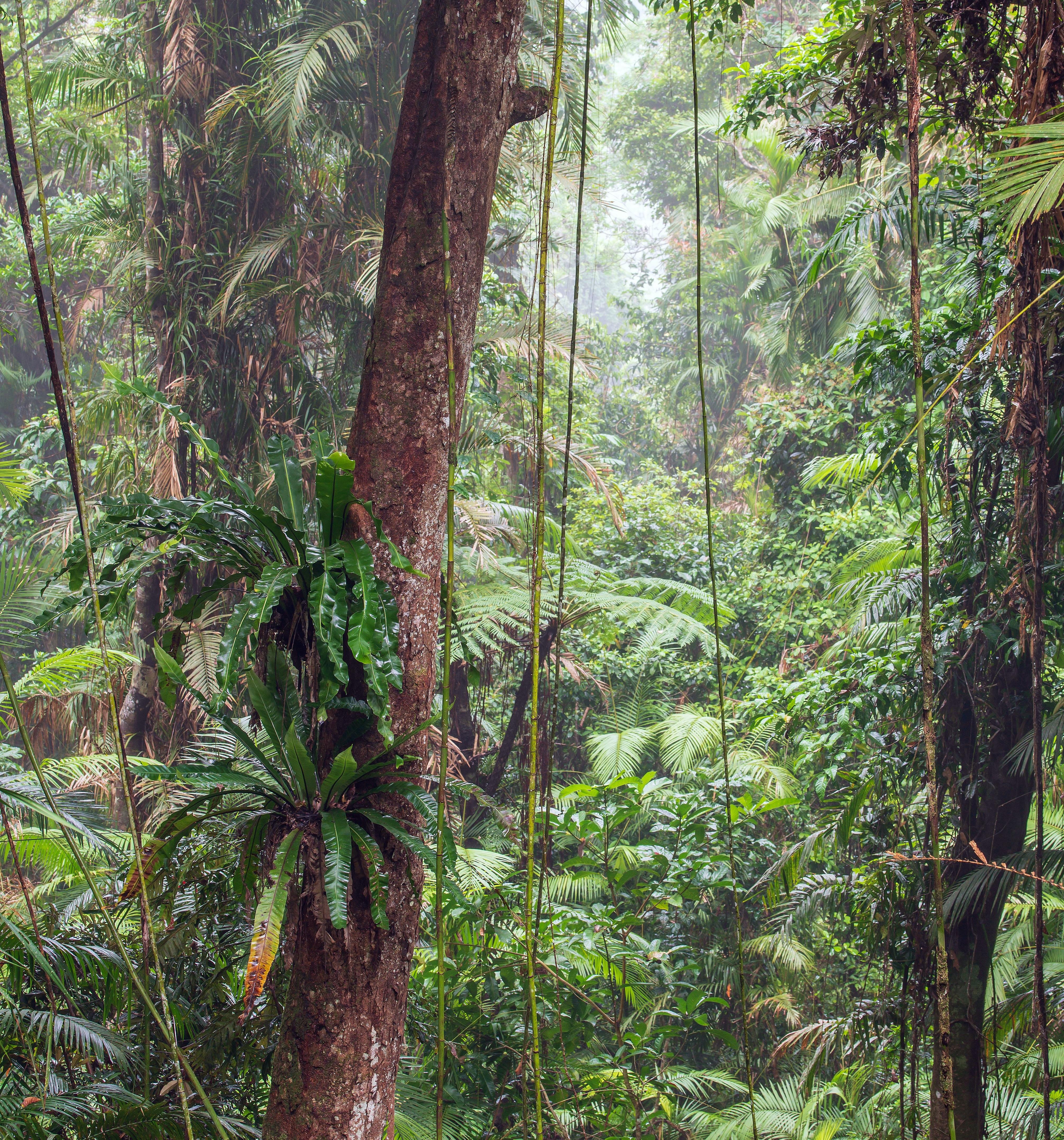 Jungle Rain: 8-Hour Tranquil Rainforest Soundscape for Relaxation & Sleep