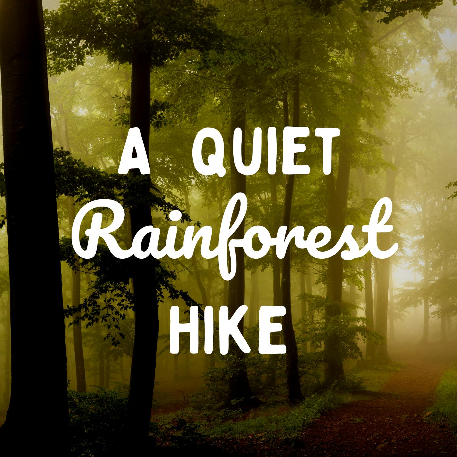 A Quiet Rainforest Hike
