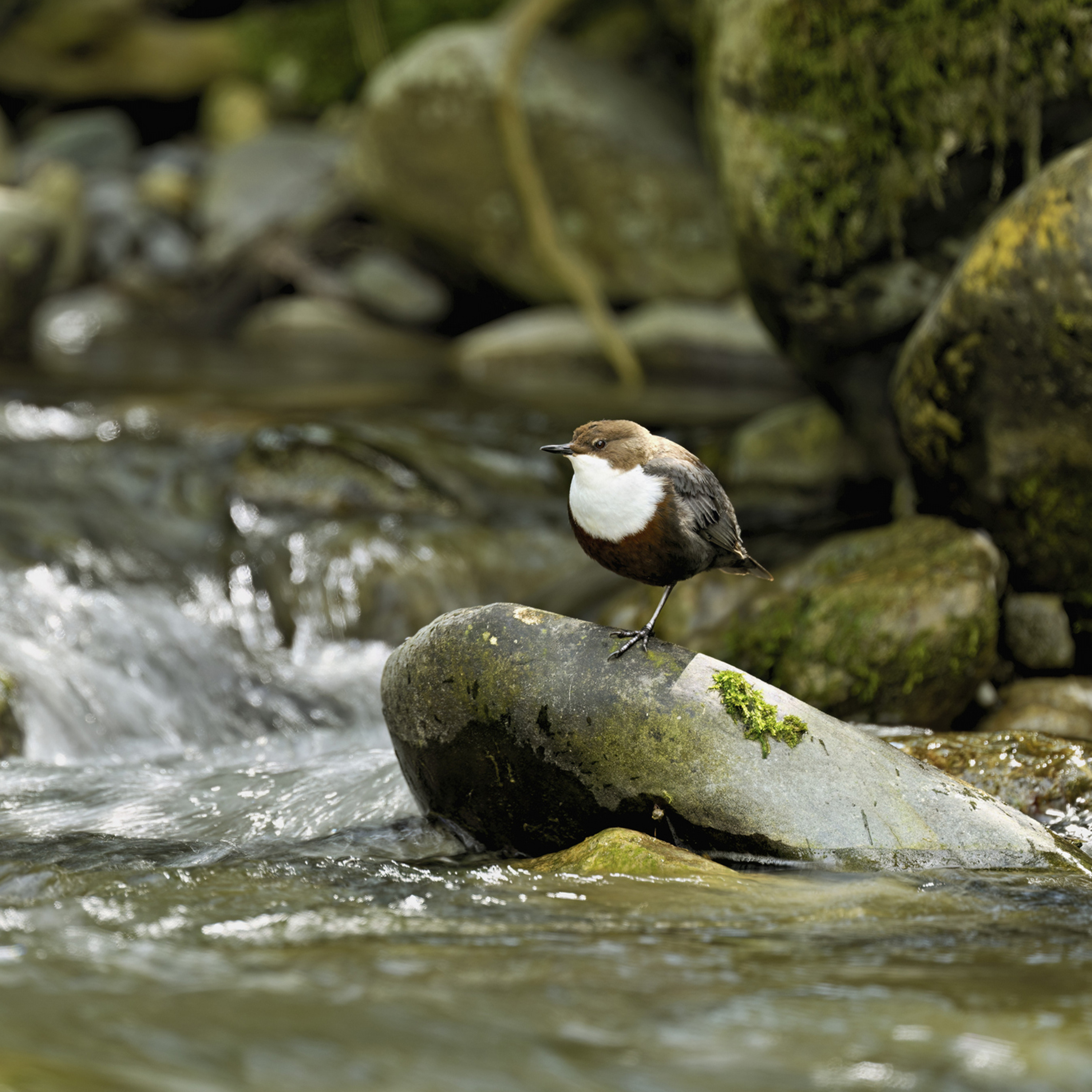 Sound Escape 246. Kingfisher calls and dipper song on the rushing river