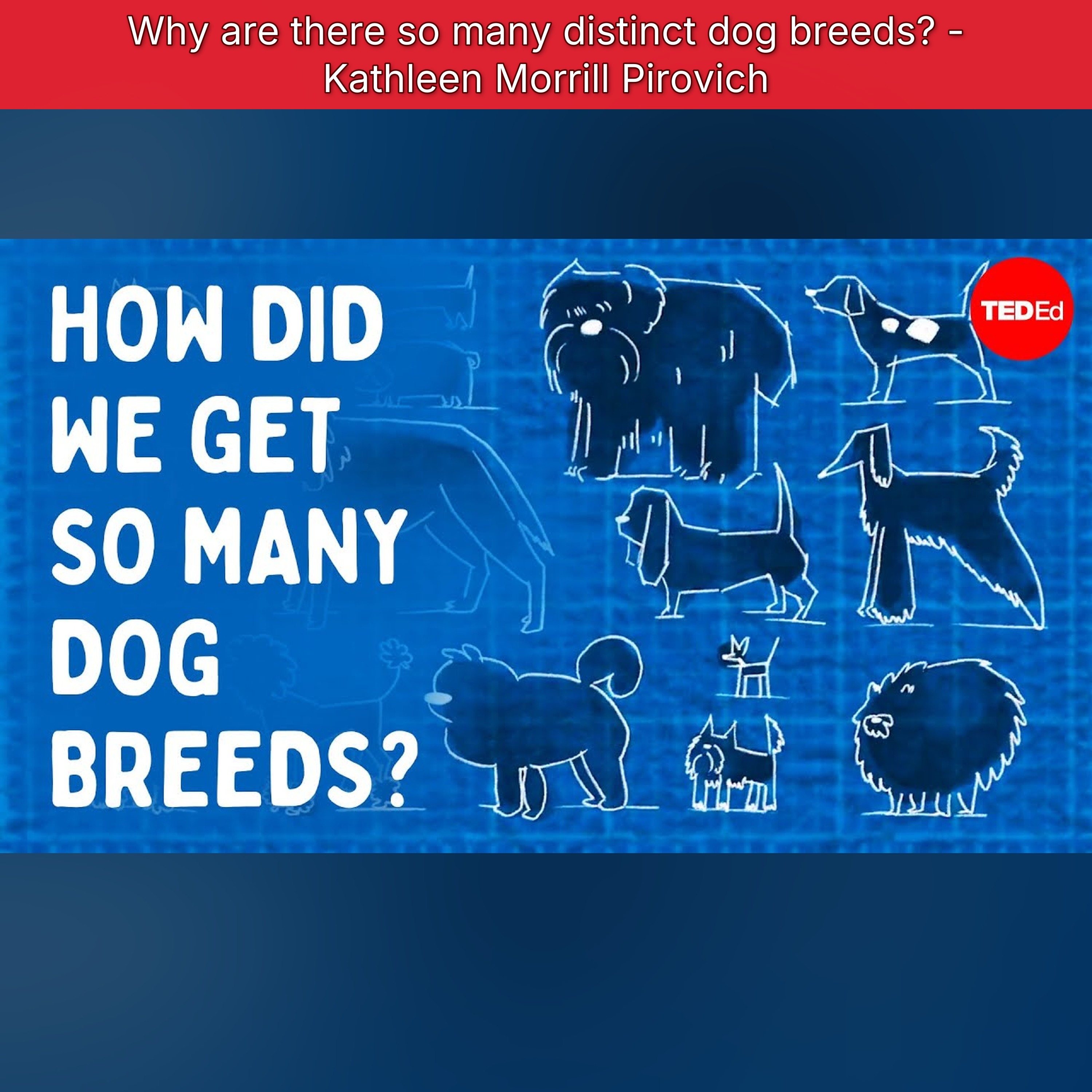 Why are there so many distinct dog breeds? - Kathleen Morrill Pirovich episode artwork
