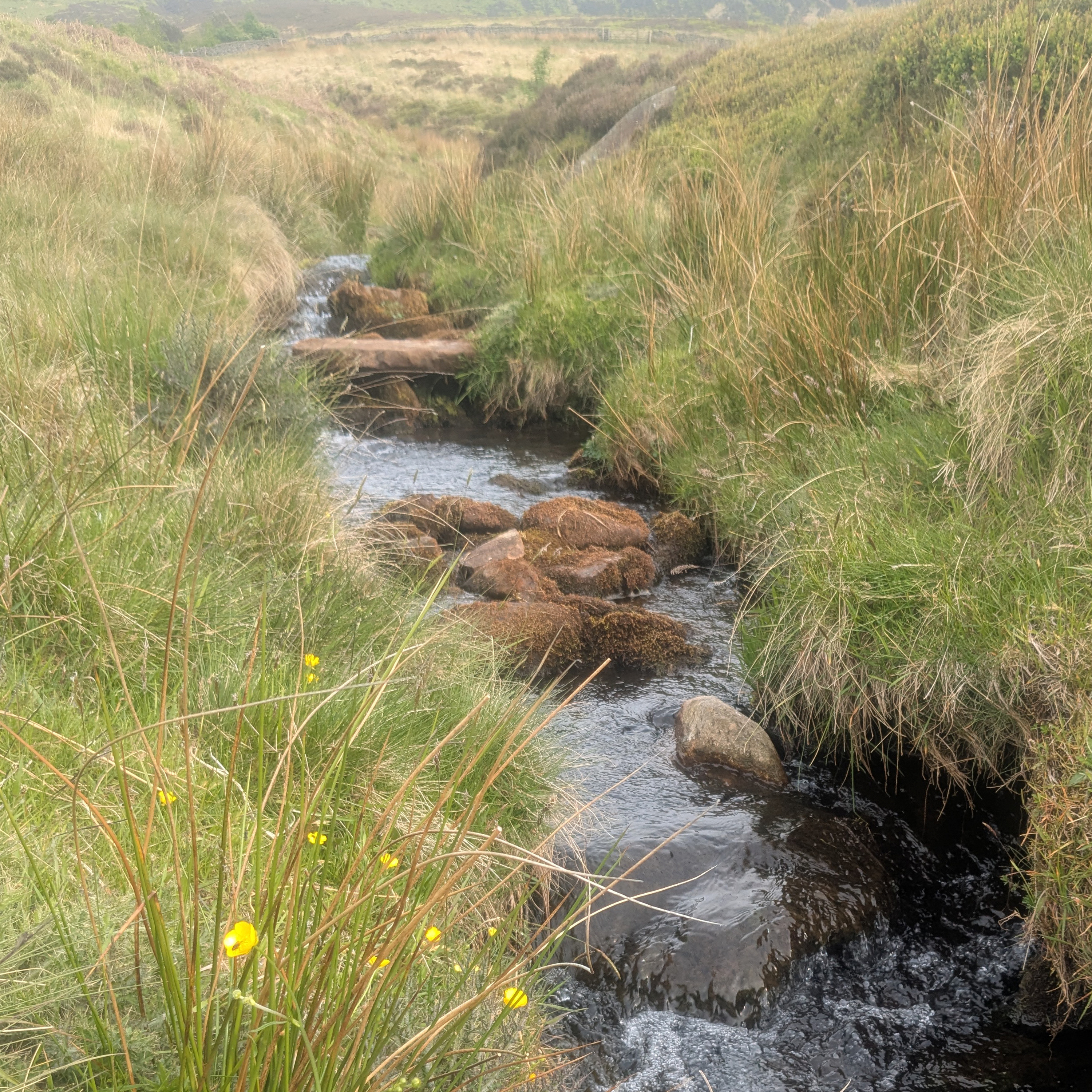 Sound Escape 223. Be charmed by the many voices of a moorland stream