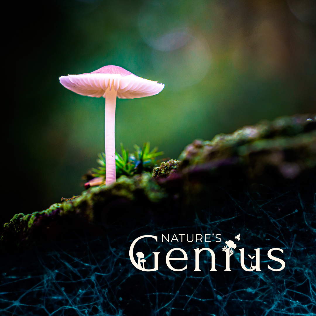 The Universe Beneath Our Feet: Mapping the Mycelial Web of Life