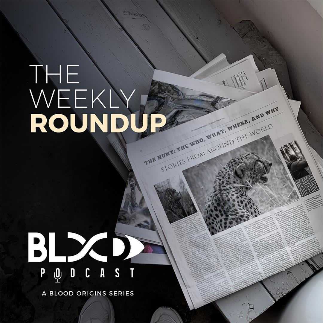 Episode 166 - Roundup 41 || Minimal Light and an Idea