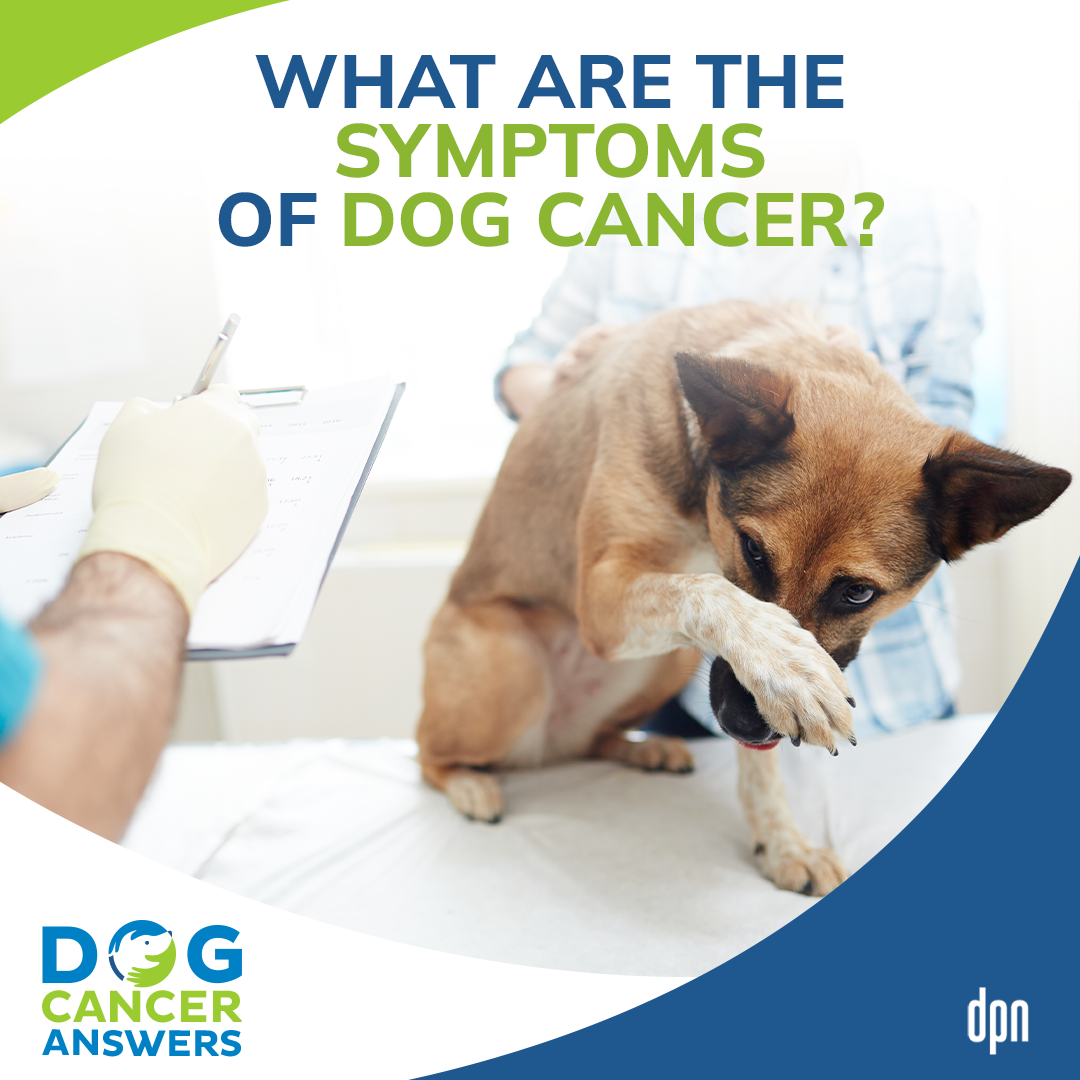 What Are the Symptoms of Dog Cancer? │ Dr. Demian Dressler #107
