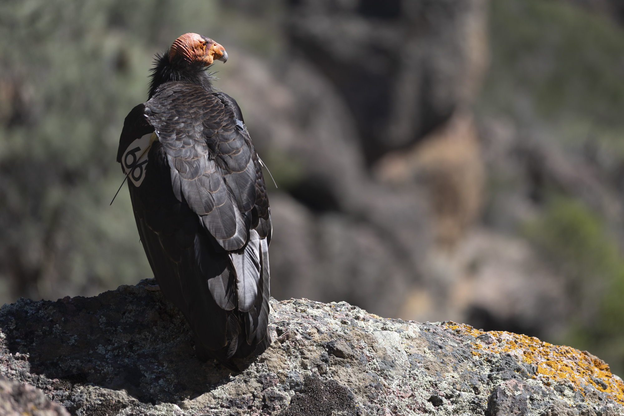 Despite Protections, The California Condor Struggles