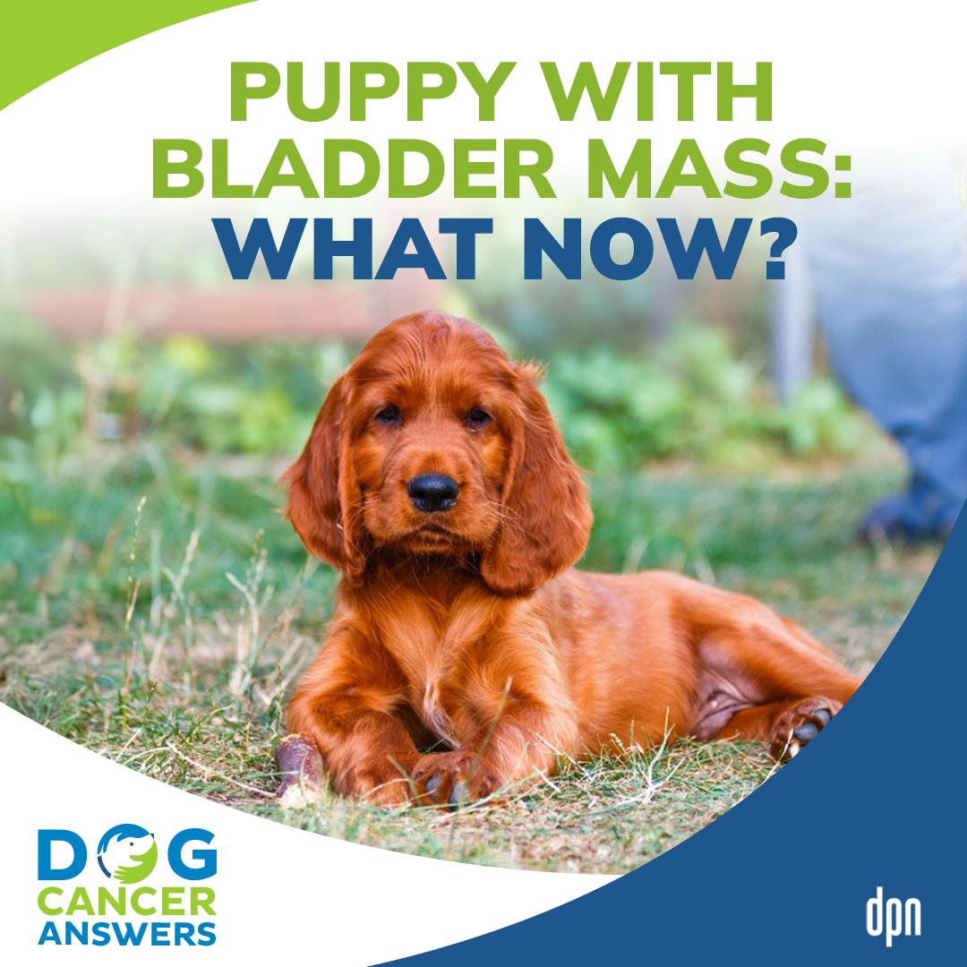 Puppy with Bladder Mass: What Now? | Dr. Lauren Barrow #237