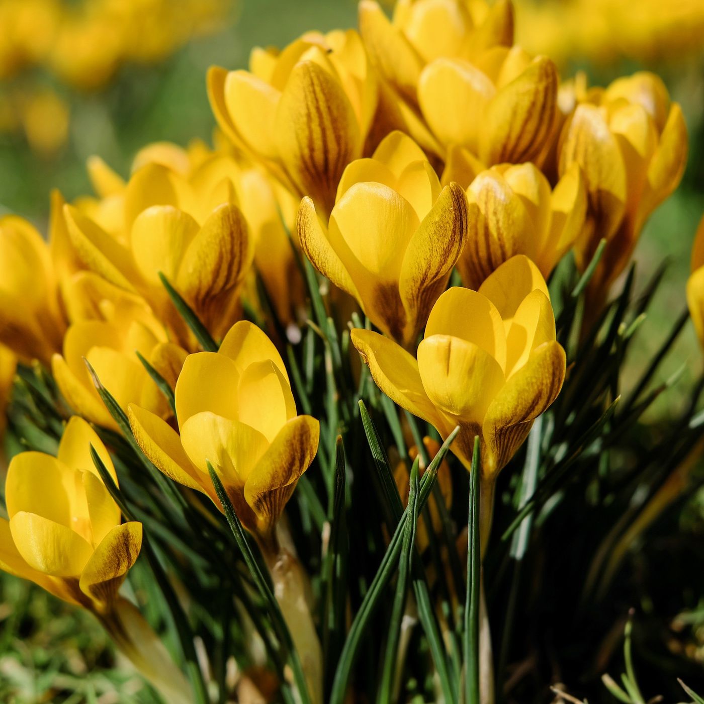 Primavera: un fact-checking sulle mezze stagioni