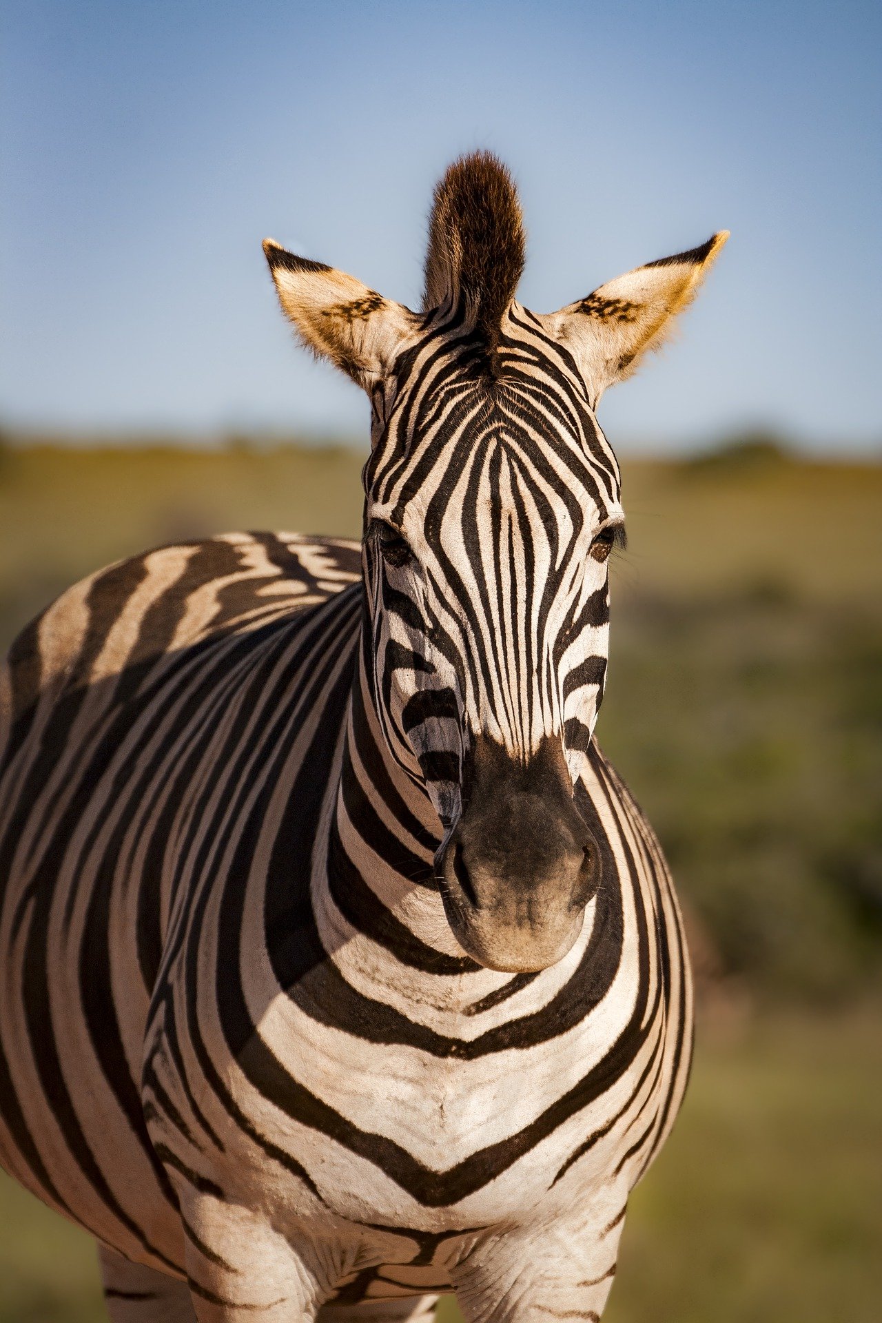 Can a Zebra EVER Change His Stripes? Should We Trust Him To?