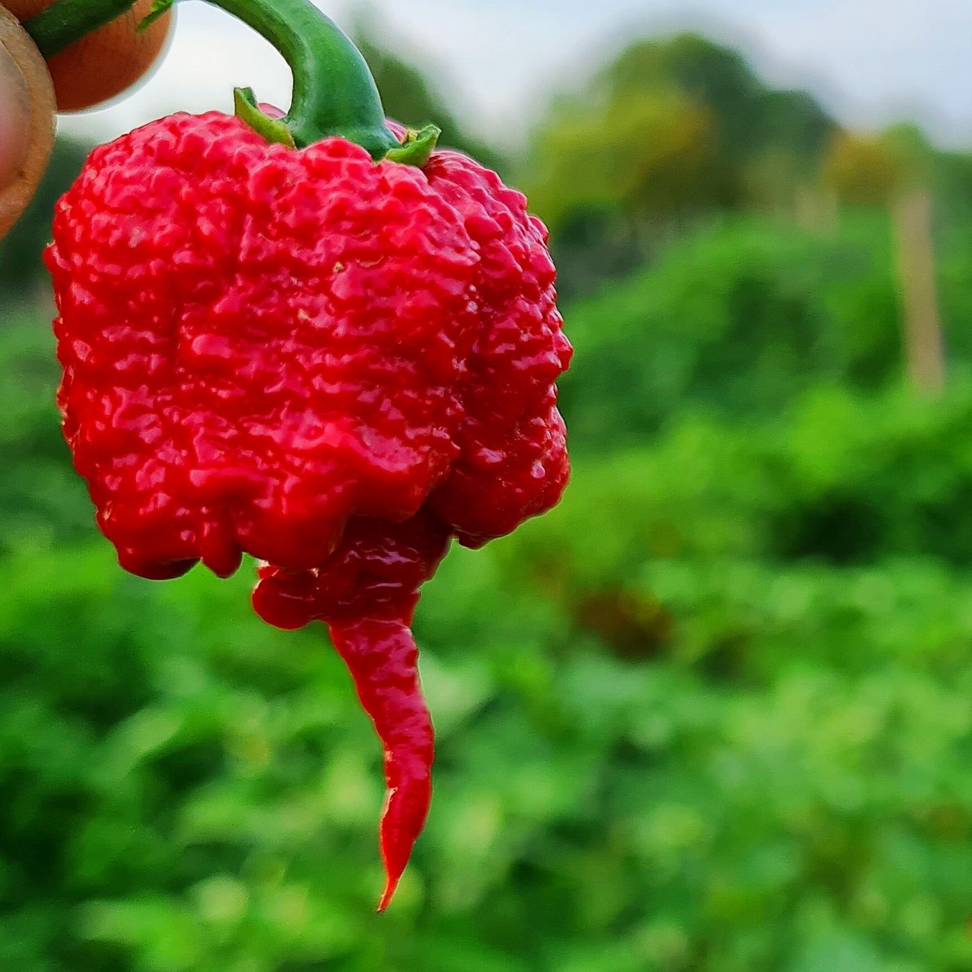 Fear the Carolina Reaper, il peperoncino che viene dall'inferno episode artwork