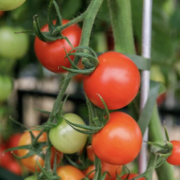 Blight-Resistant Tomatoes, Harmonious Borders, and the Women Who Shaped the RHS