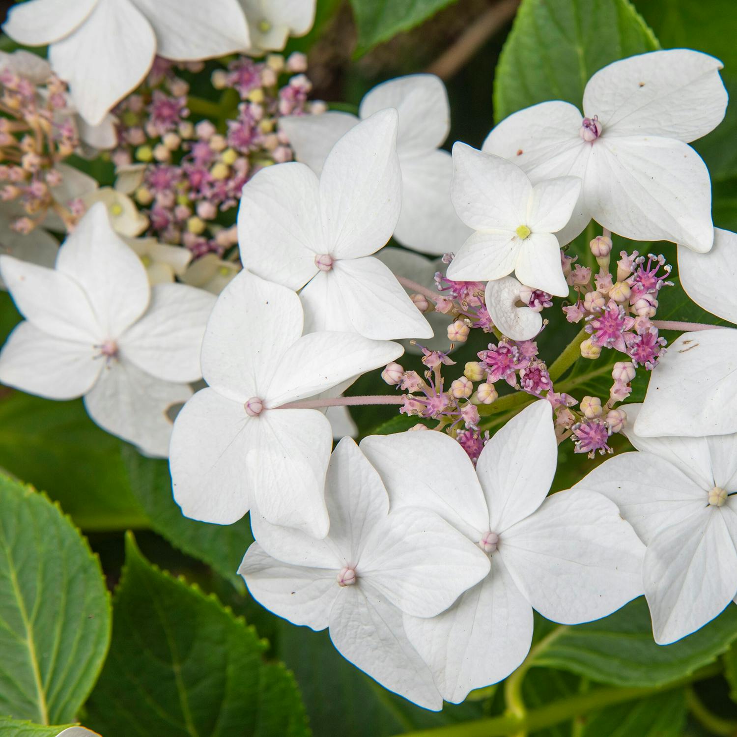 Garden Carbon Footprints, Wasps in Springtime, and Pruning Shrubby Hydrangeas
