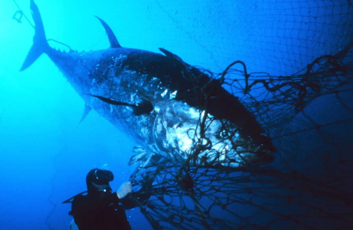Bluefin Tuna- Ocean Giants On The Edge