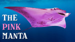 Scientists Found out Why This Manta Ray is Pink + 7 Other Animals Only Find In Australia