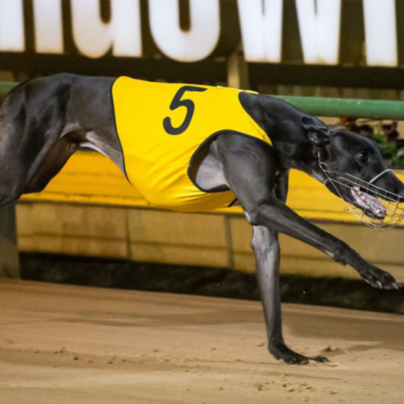 Kel Greenough - English-owned greyhound Captain Dynamite smashed the clock at Sandown yesterday in his 595m debut episode artwork