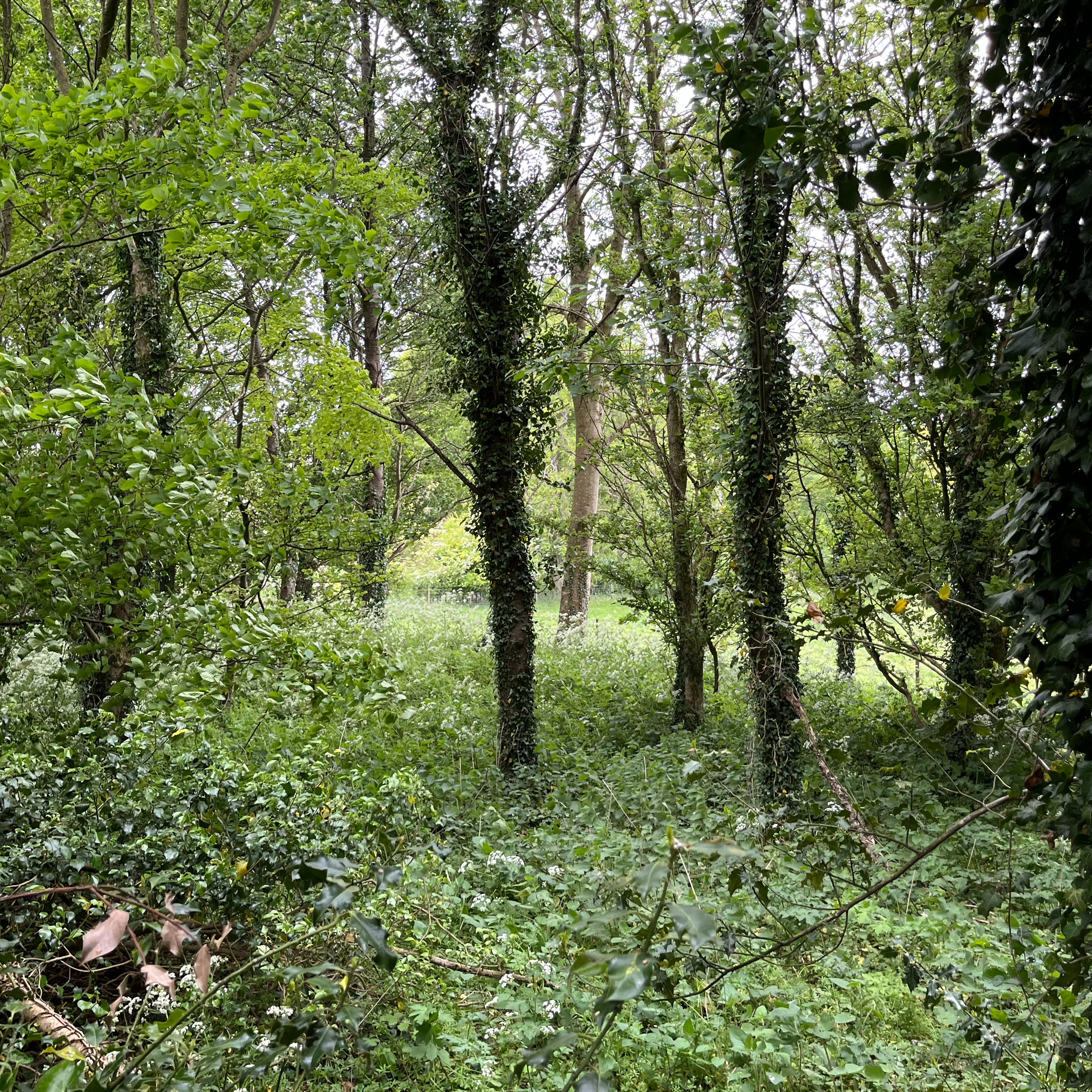 Sound Escape 224. Take a moment in the serene woodland of the Hampshire Downs