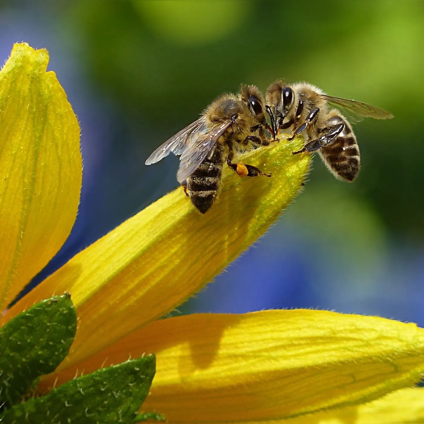 Quel est ce mouvement qui fait participer les amateurs à la science ?