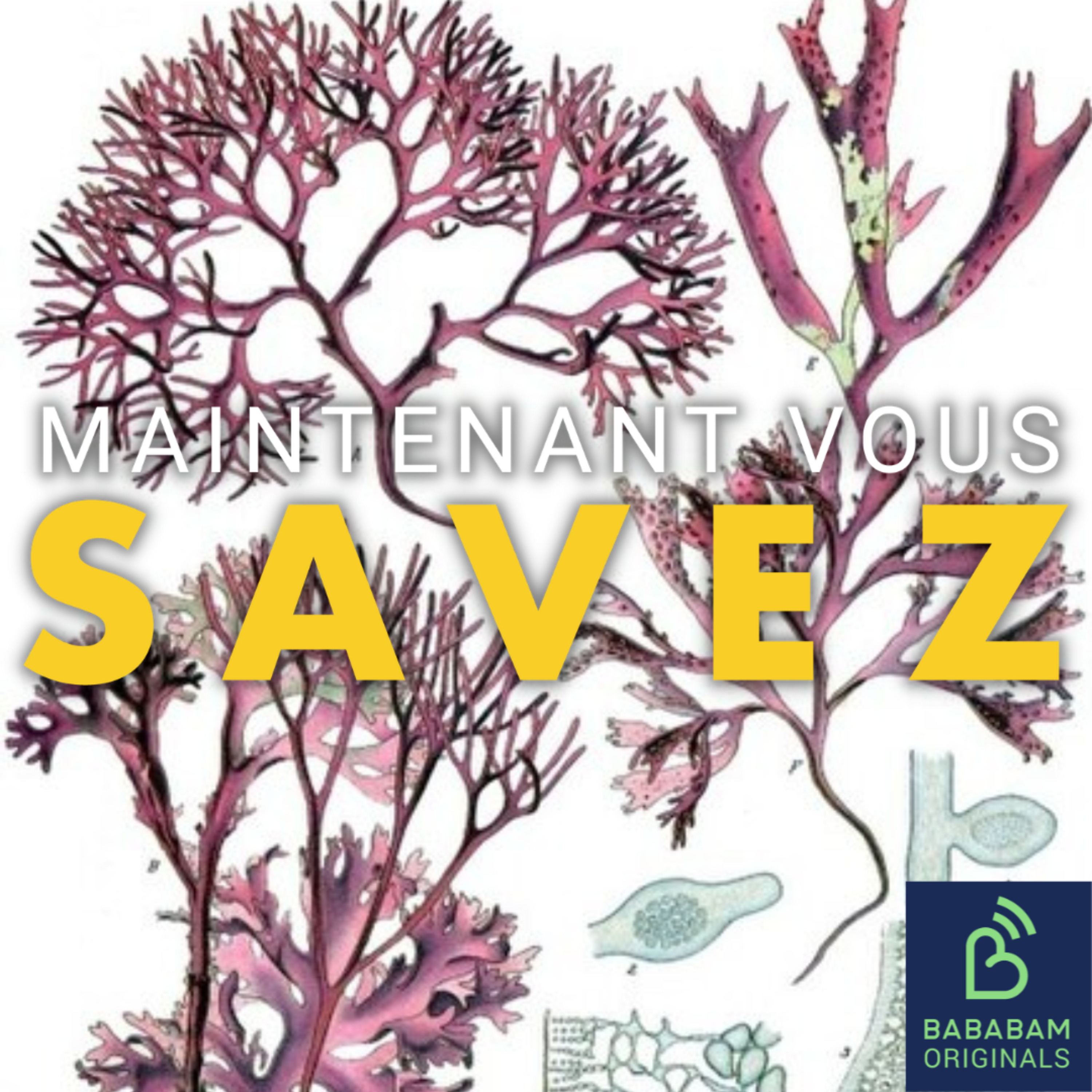 Qu’est-ce que la mousse de mer, ce complément alimentaire qui envahit Tik Tok ? 