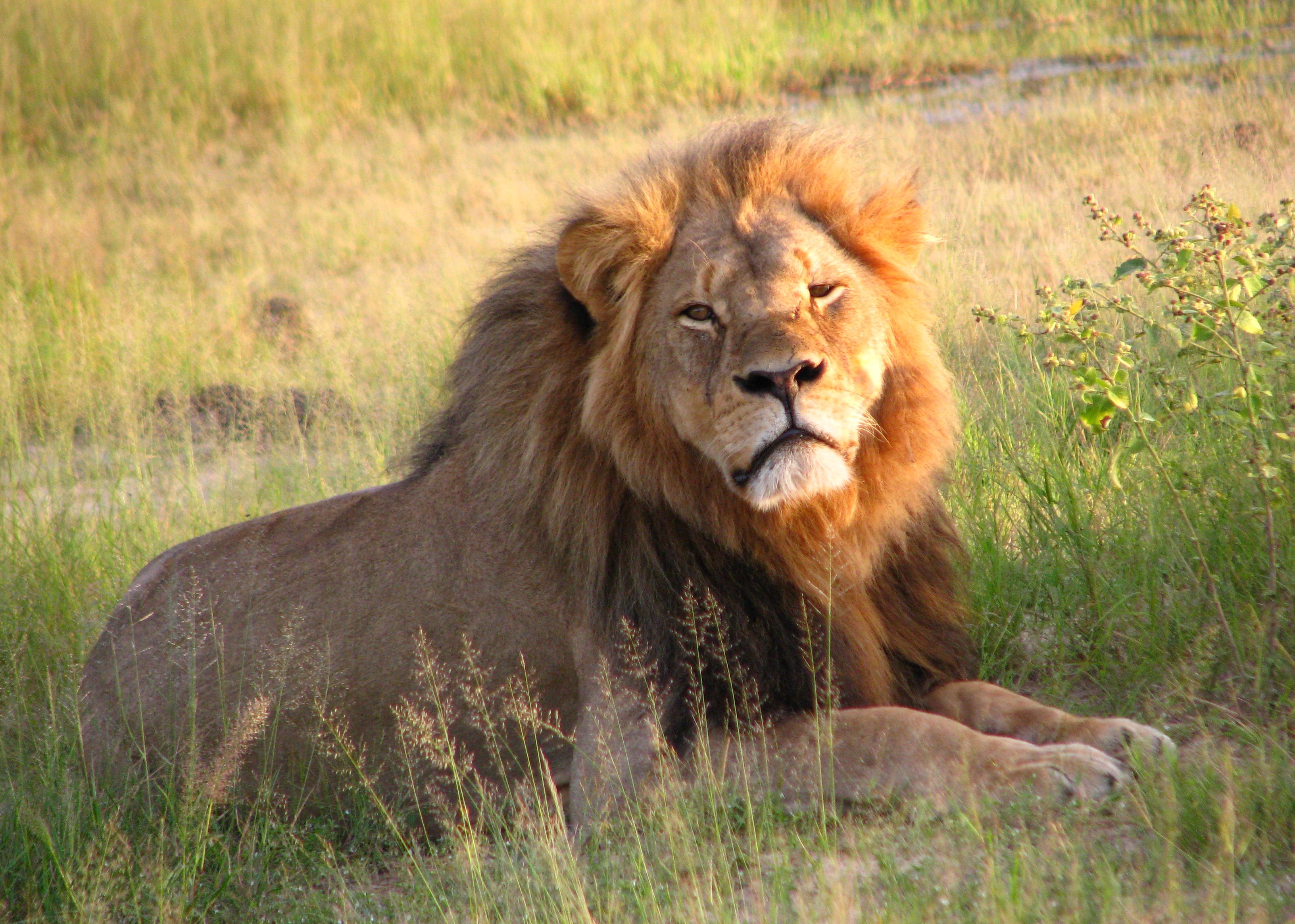 Cecil The Lion: Trophy Kill
