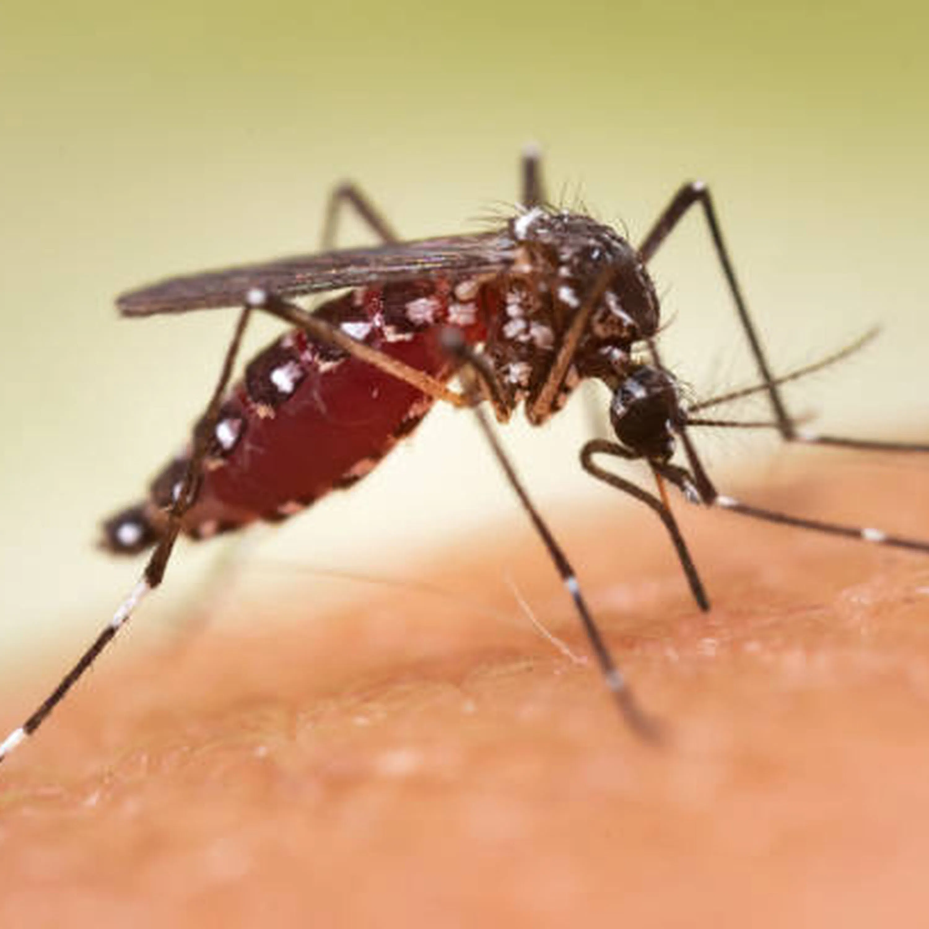La invasión del mosquito tigre