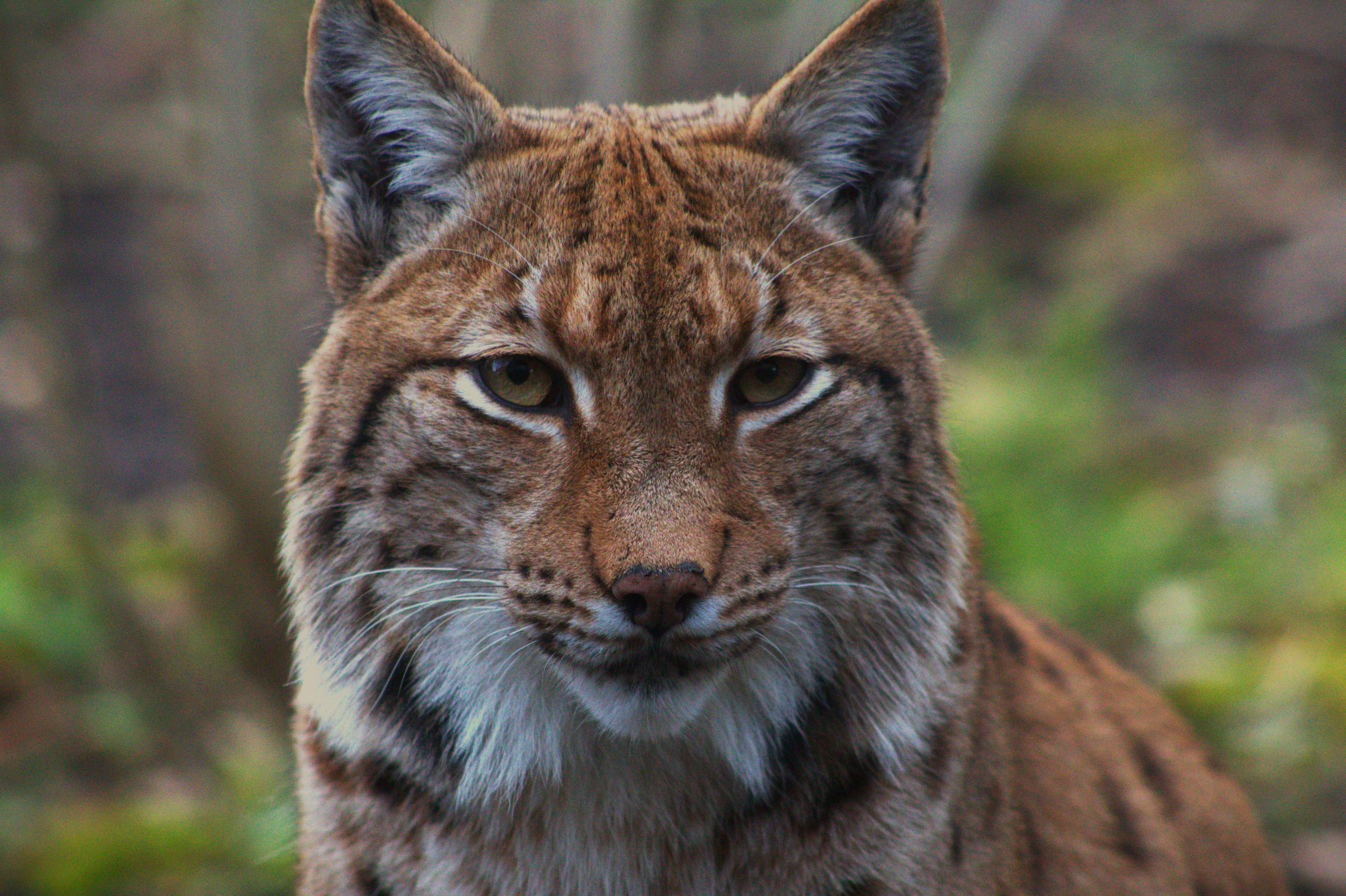 Europe’s Comeback Cat: Saving the Eurasian Lynx