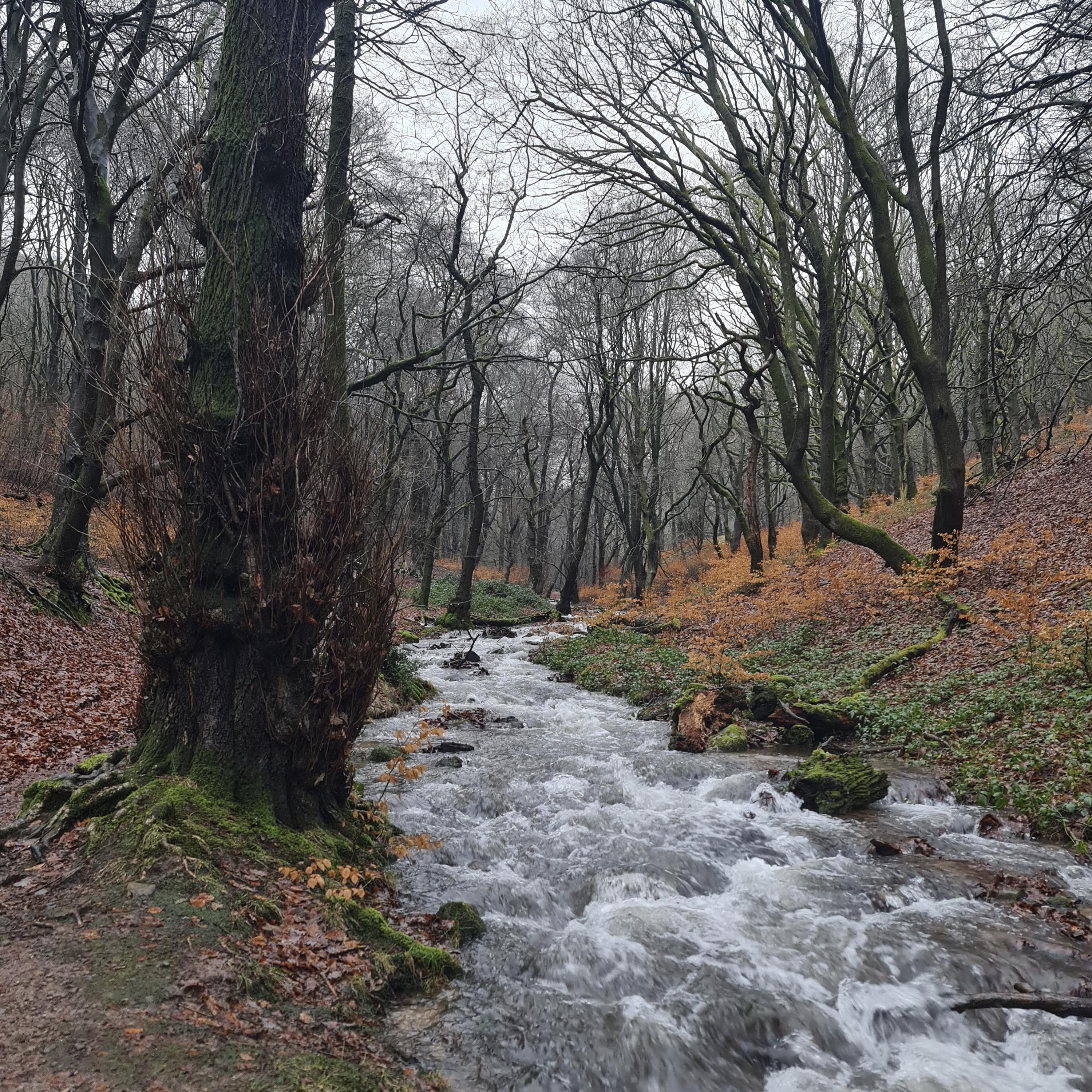Sound Escape 261. Wander through a woodland listening to a stream's song