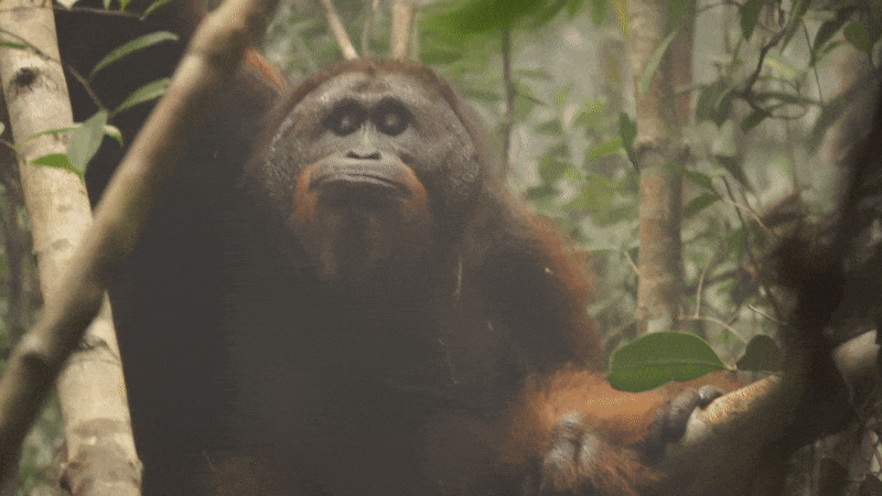 Just like People, Orangutans Get Smoker’s Voice
