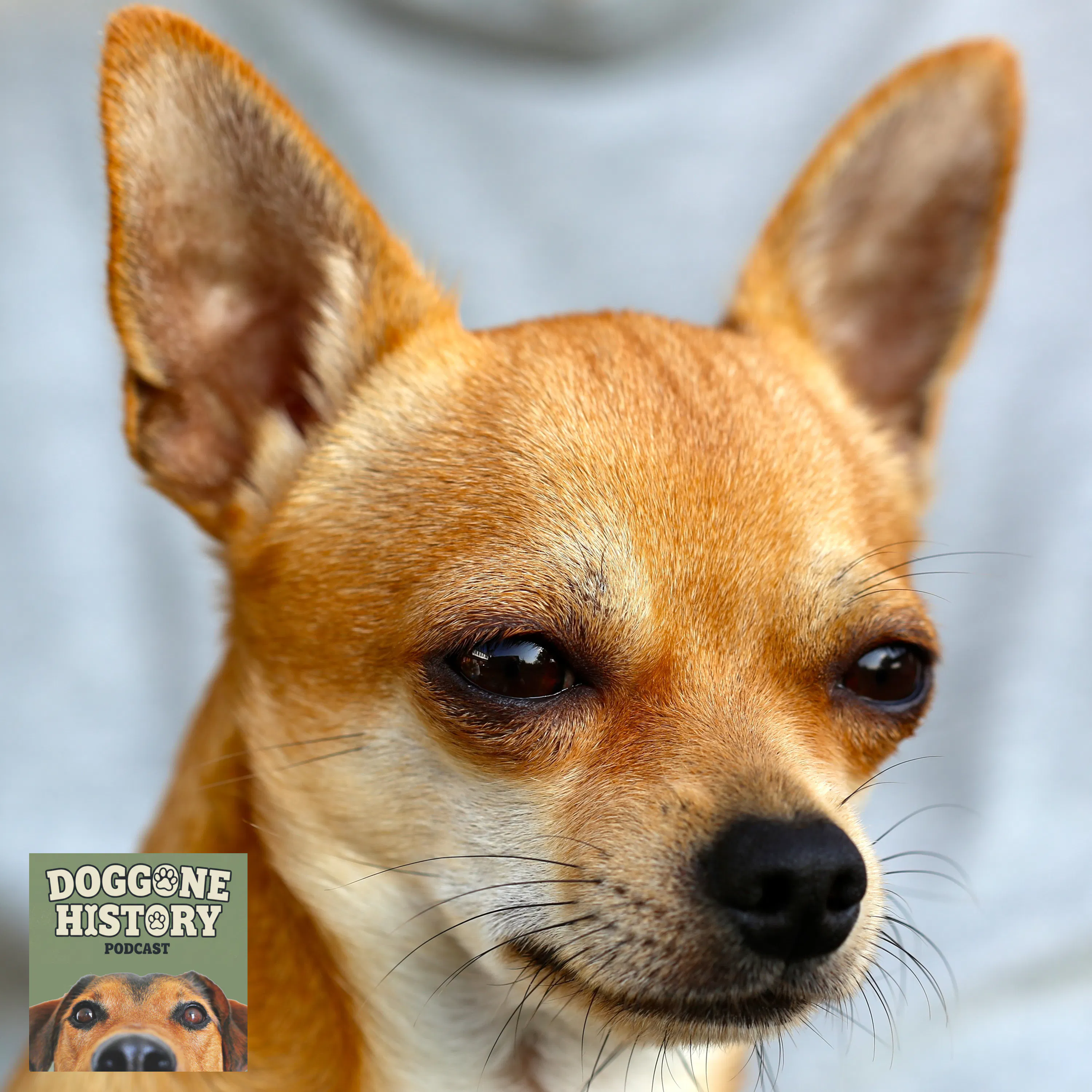 Chihuahuas: Tiny Dogs With a Giant Legacy episode artwork