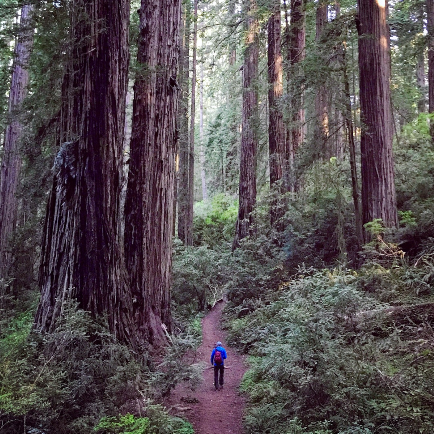 #80: Mailbag: Redwood National and State Parks, and much more!