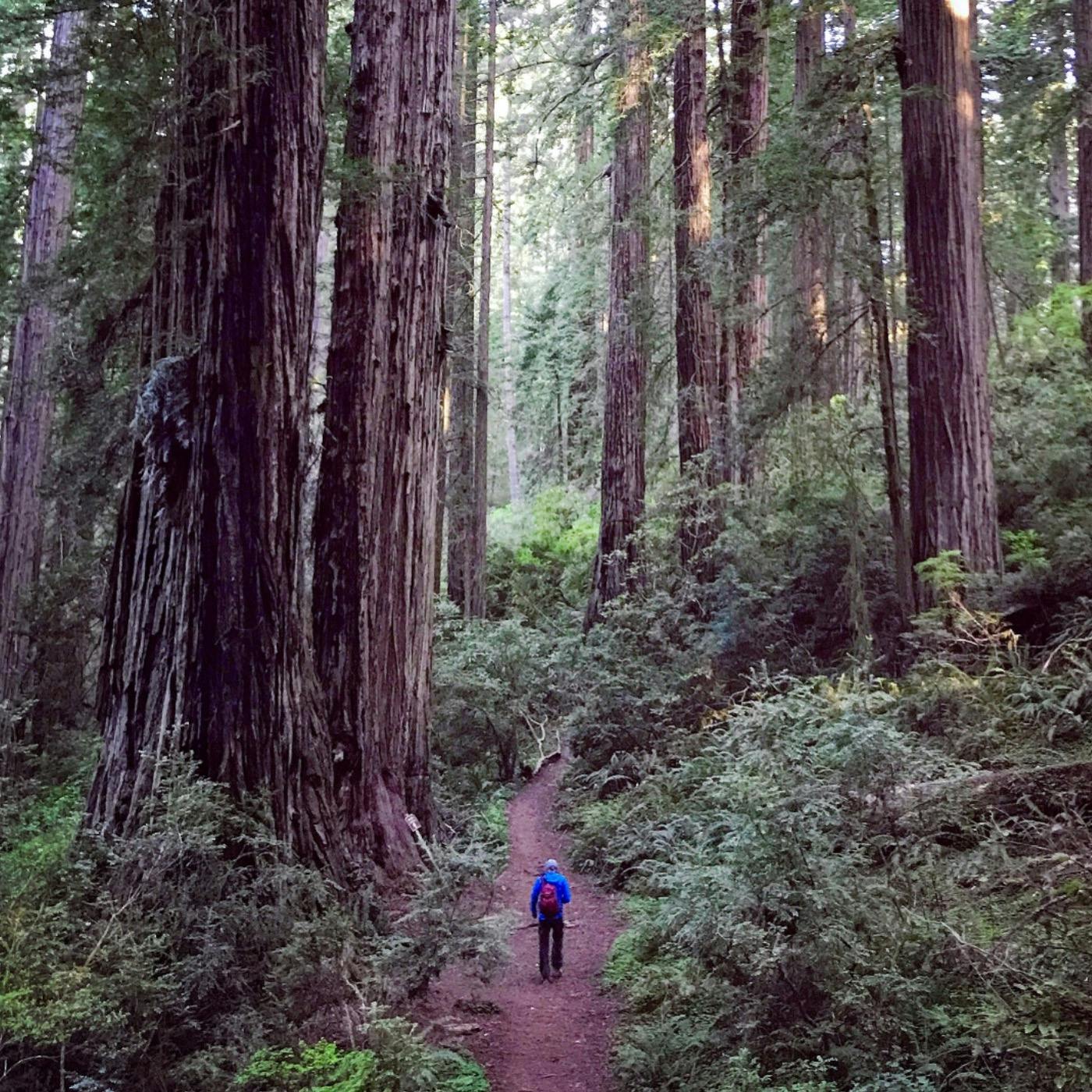 #80: Mailbag: Redwood National and State Parks, and much more! Image