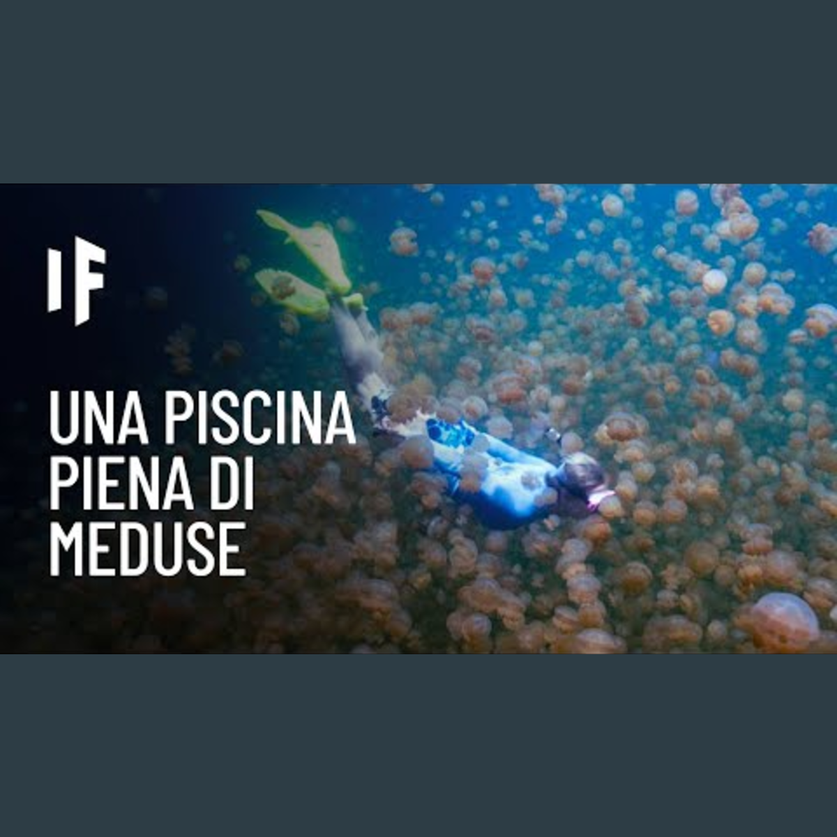 E se ti tuffassi in una piscina piena di meduse? episode artwork