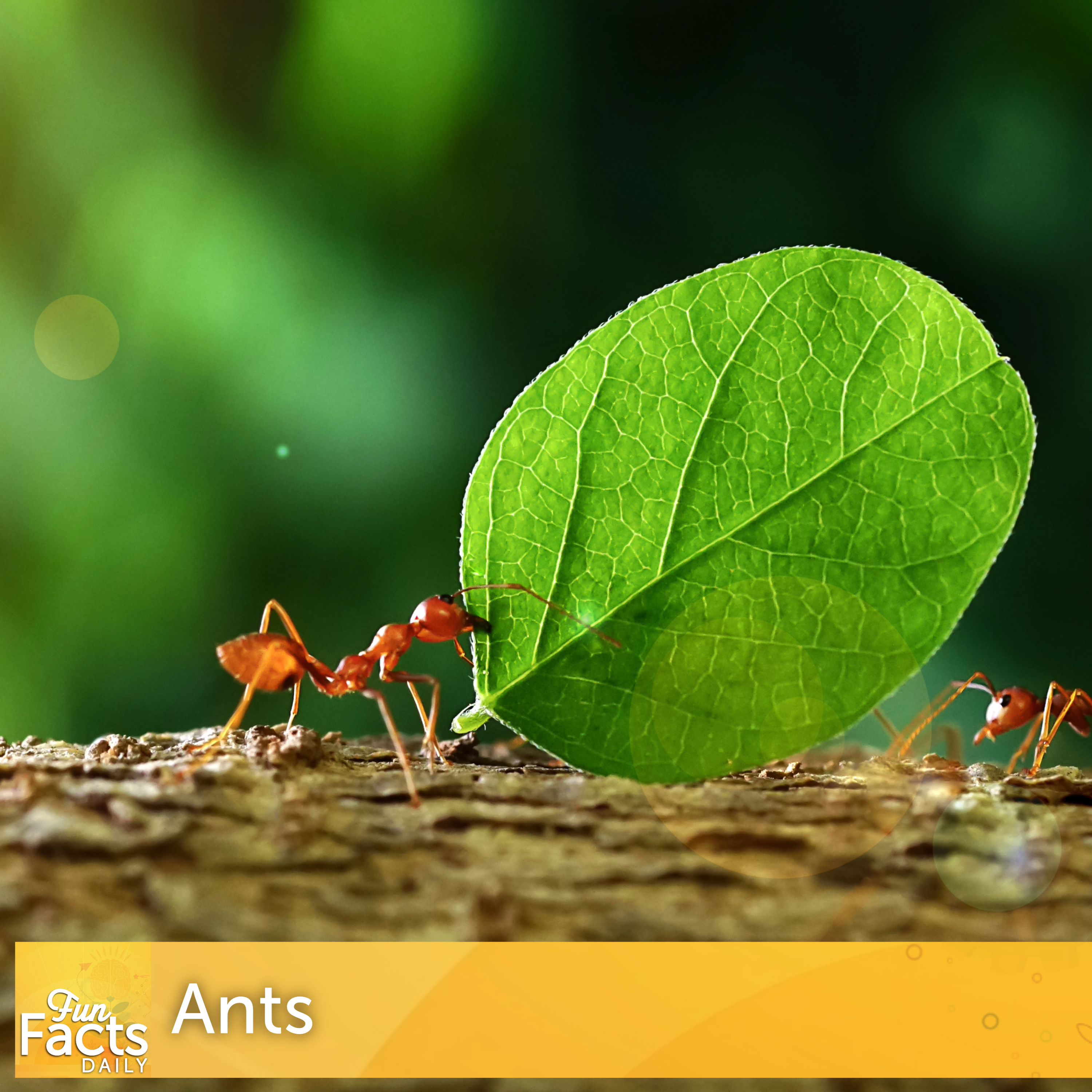 Fun Facts About Ants