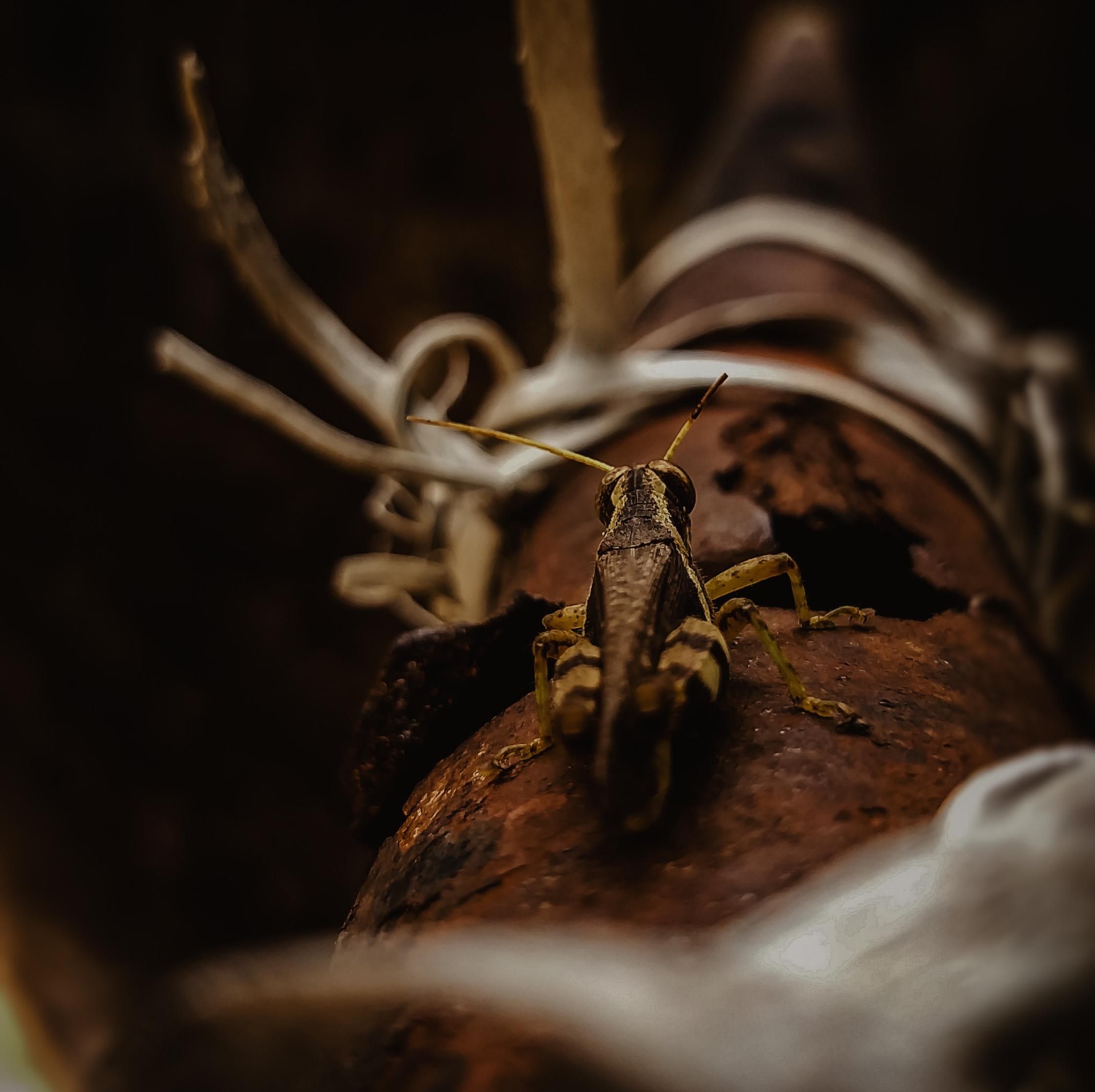 Crickets at Night: 8-Hour Serene Nighttime Soundscape for Peaceful Sleep, Relaxation & Studying episode artwork