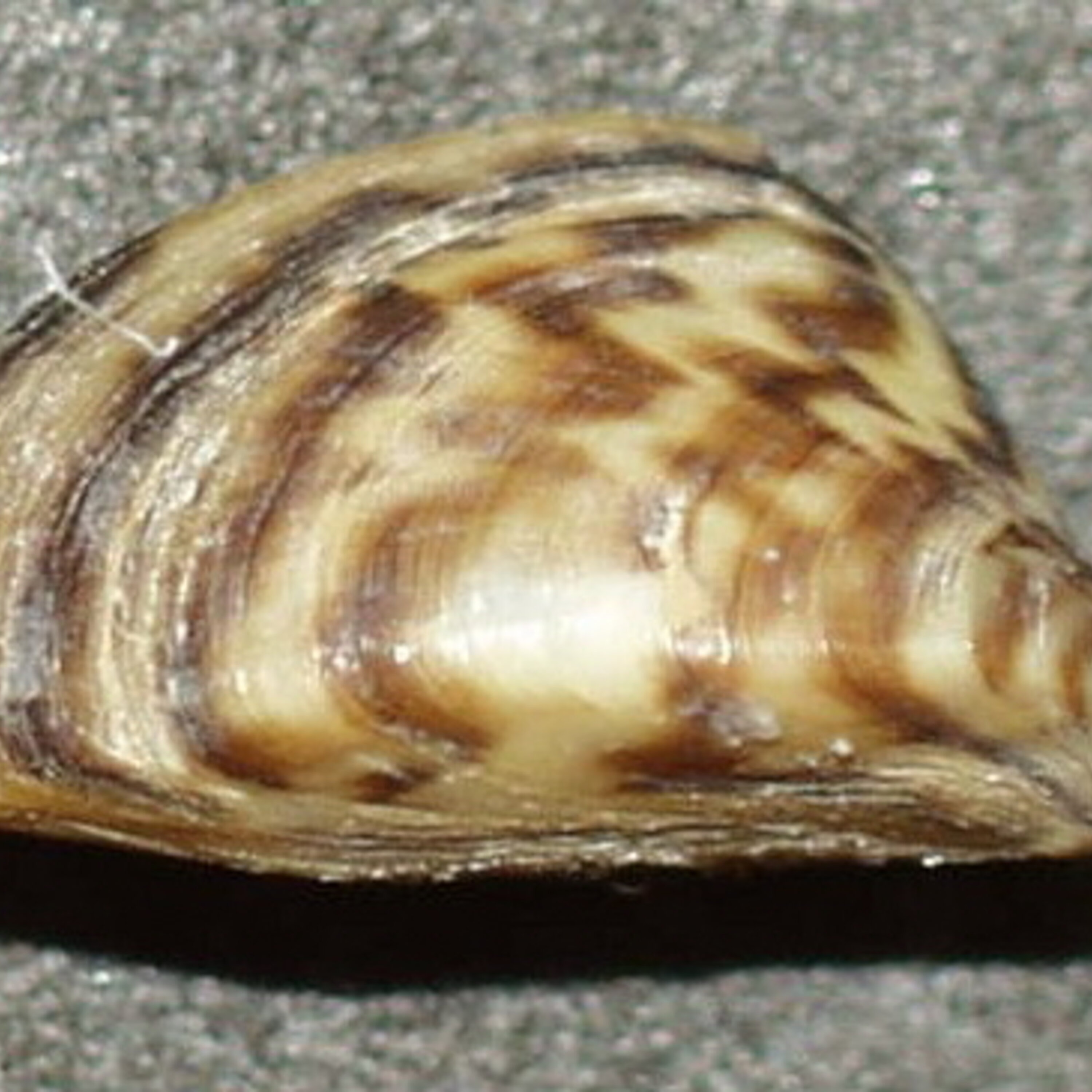 Phil Jankowski on City of Austin plan for Zebra mussels in water treatment plants episode artwork