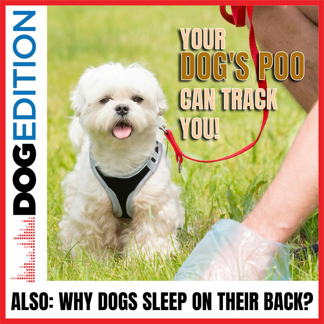 Your Dog's Poo Can Track You! | Why Dogs Sleep On Their Back | Dog Edition #31