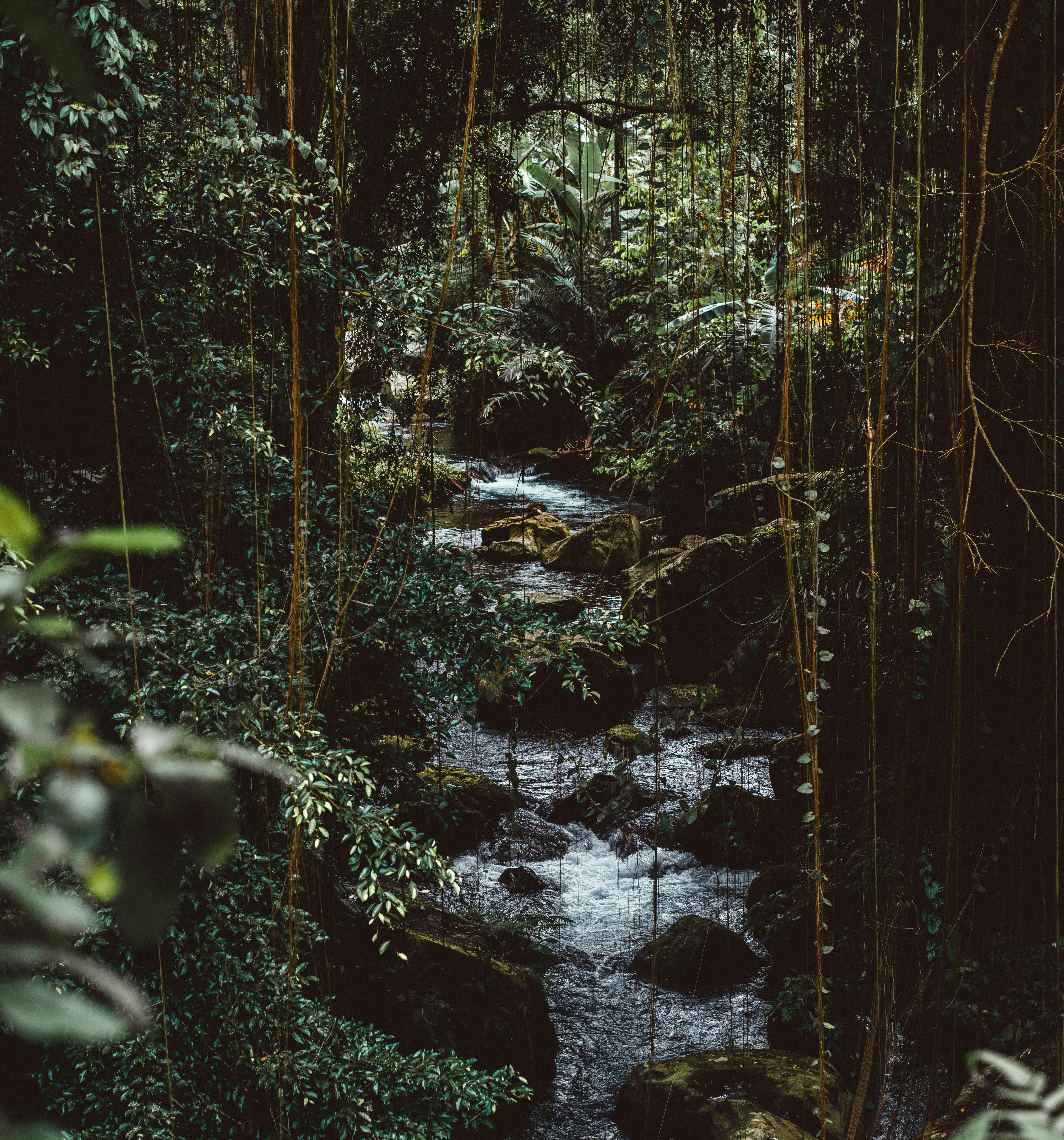 Amazon Jungle at Night: 8-Hour Tranquil Rainforest Soundscape for Relaxationm, Studying & Sleep