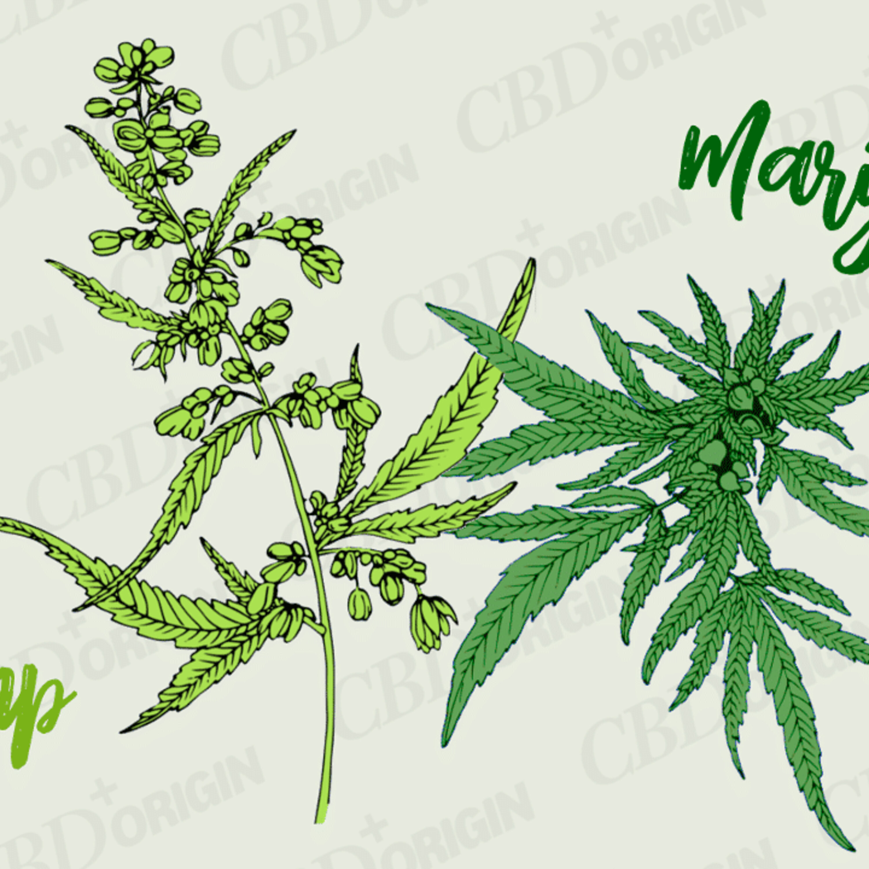 Phil Jankowski on the city council steps on marijuana possession episode artwork