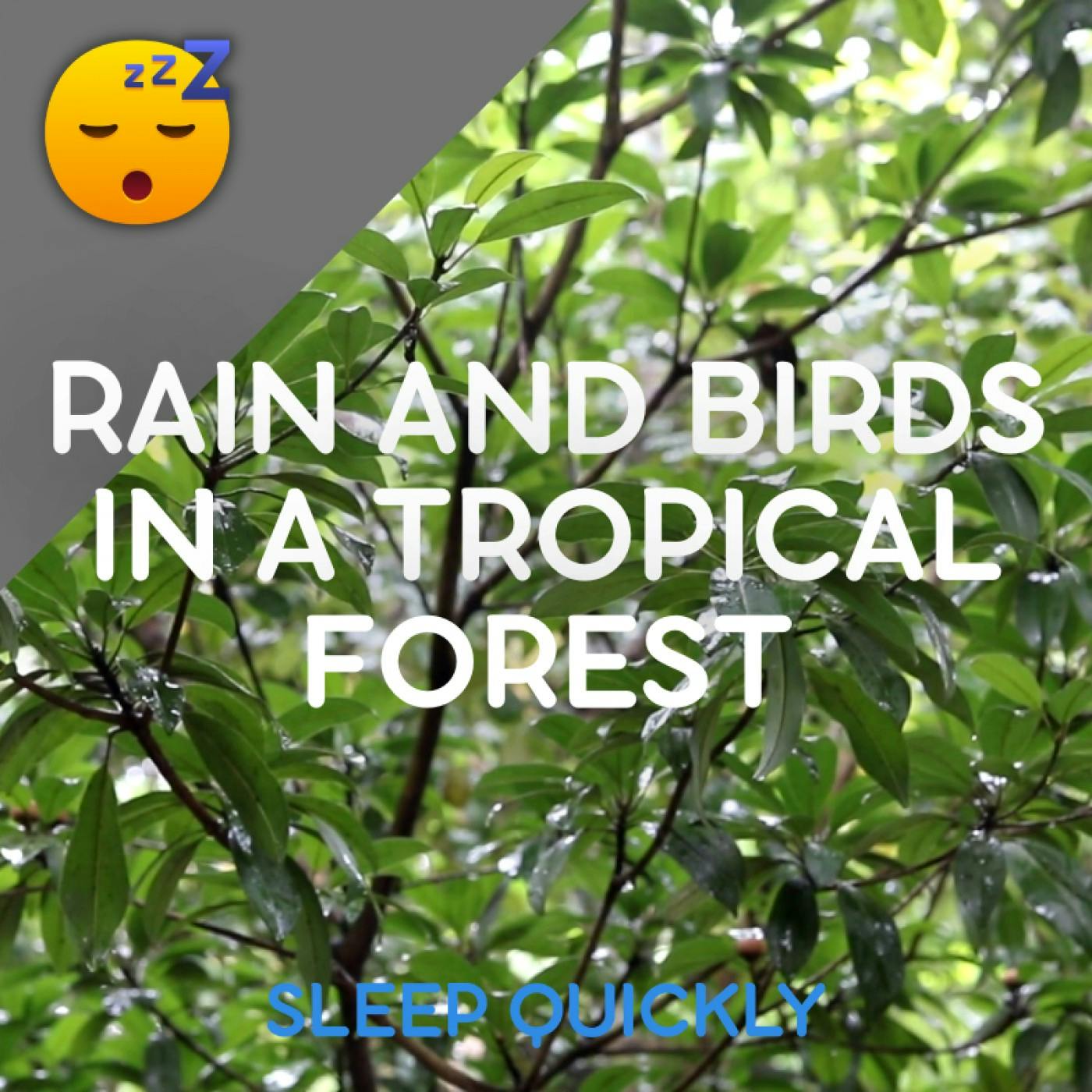 😴🌧️ RAIN and BIRDS in the Tropical FOREST episode artwork