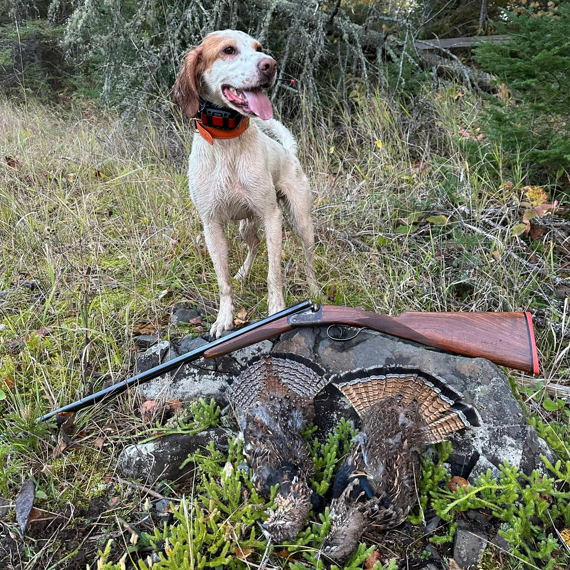 #248 | Grouse Tracking Bird Dogs from Patreon Bonus Episode
