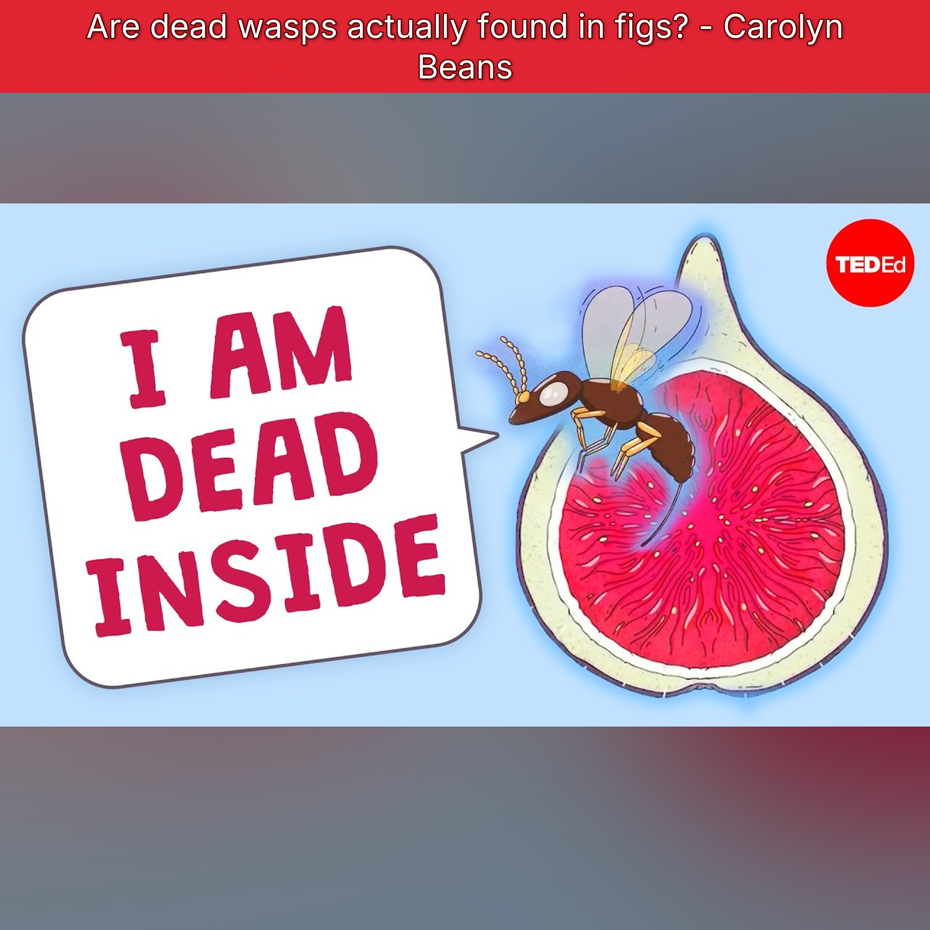 Are dead wasps actually found in figs? - Carolyn Beans episode artwork