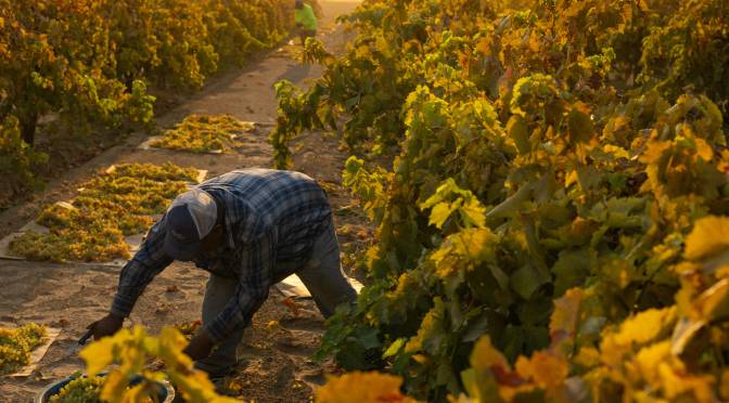 New Report Highlights Low Pay, Dangerous Working Conditions for Farmworkers